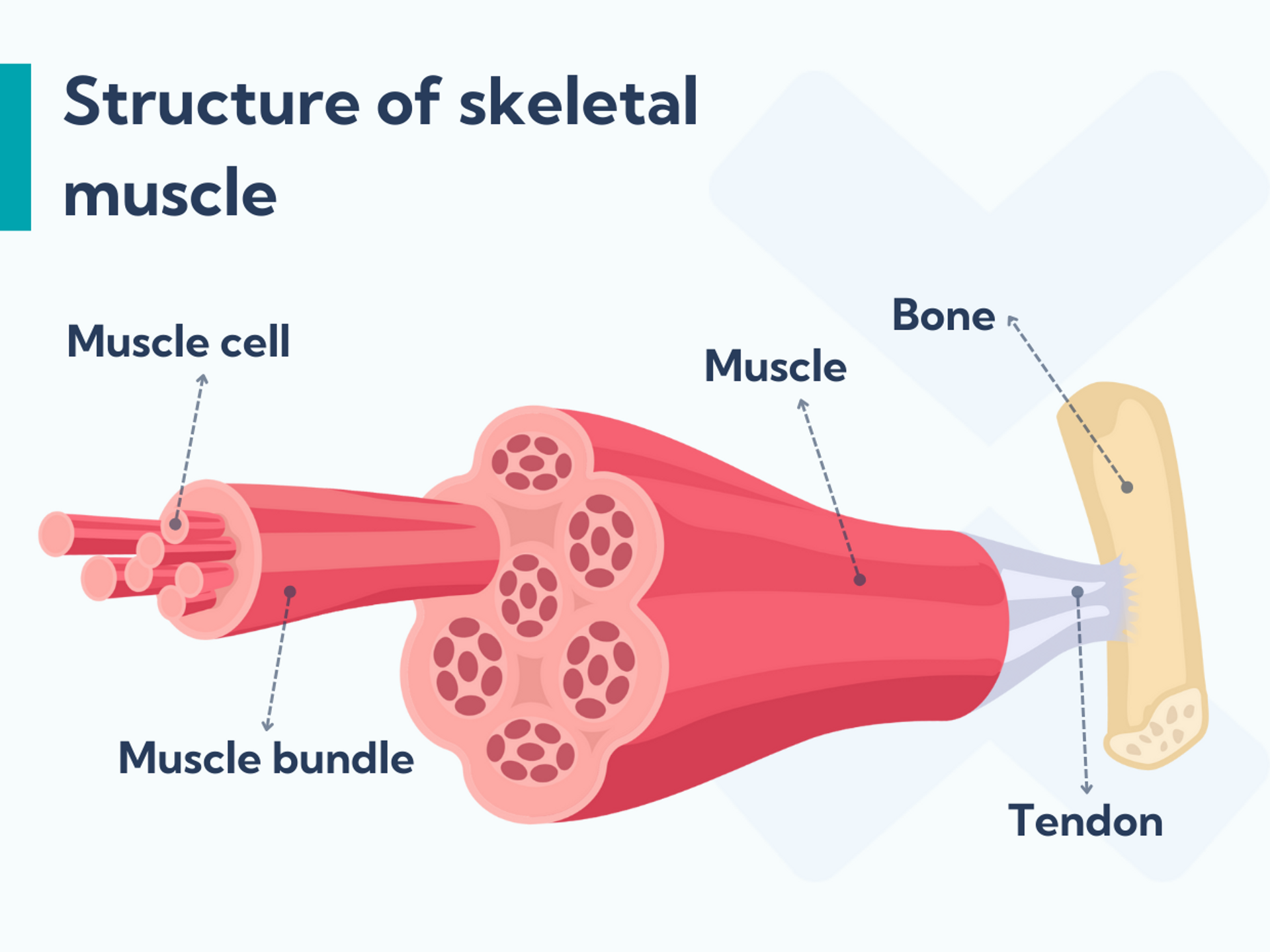 Hamstring Cells Recognizing and treating hamstring strains: Symptoms, recovery, and more