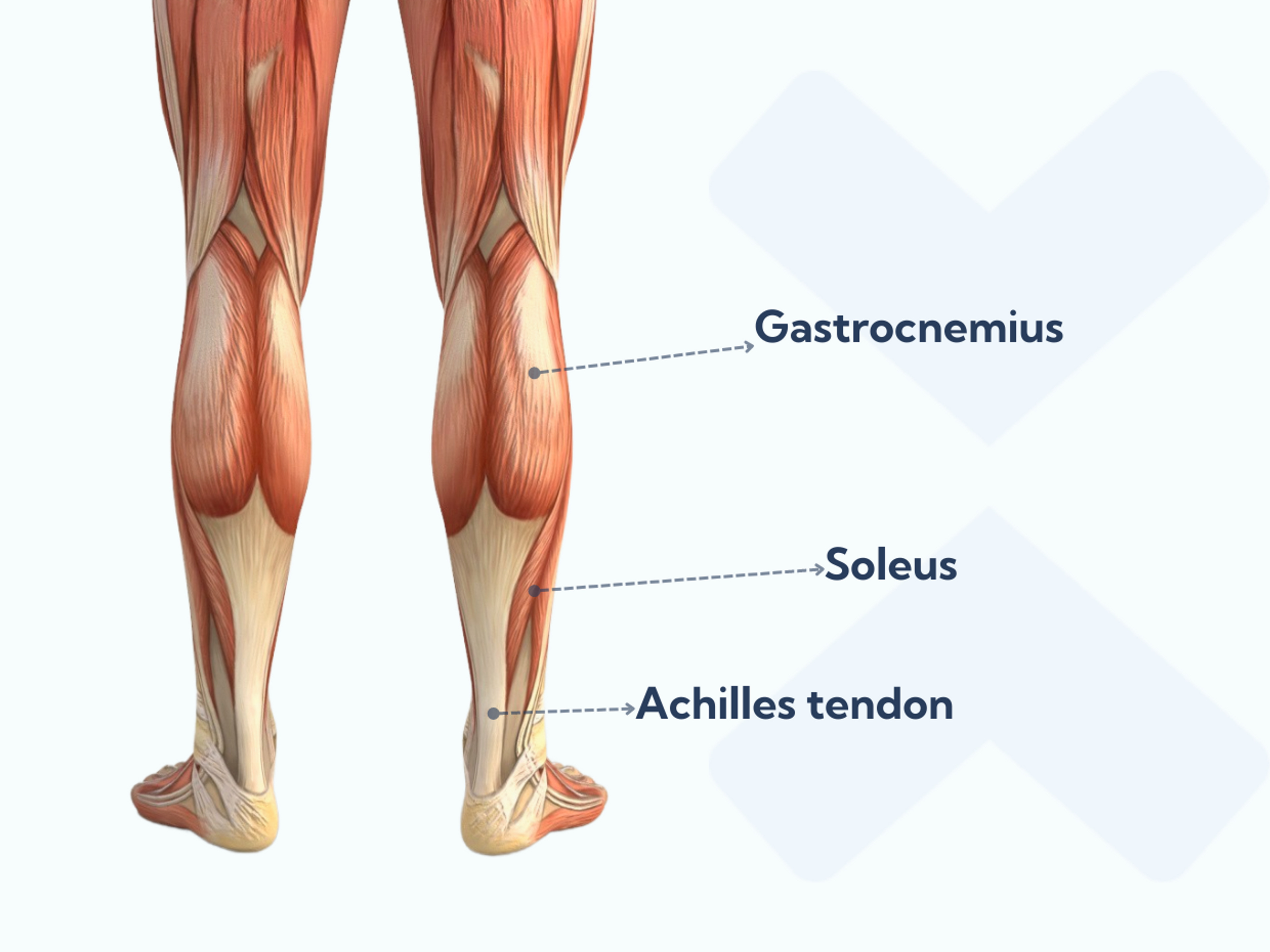 Your calf is in the back of your lower leg and your calf muscles are the Gastrocnemius muscle and Soleus muscle. Your Achilles tendon attaches your calf muscles to your heel bone.