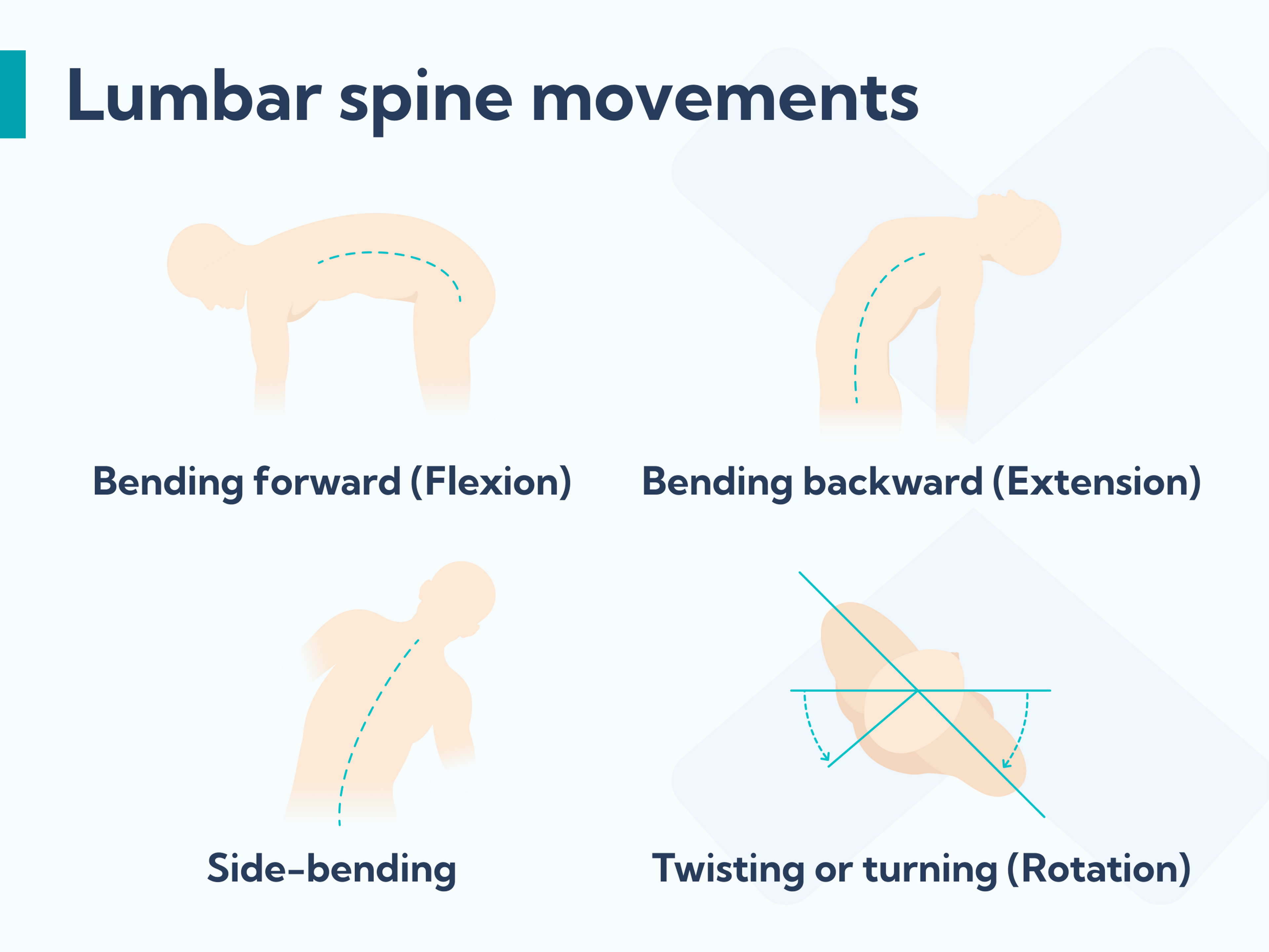 Movements of the lower spine that are important for treating lower back pain.