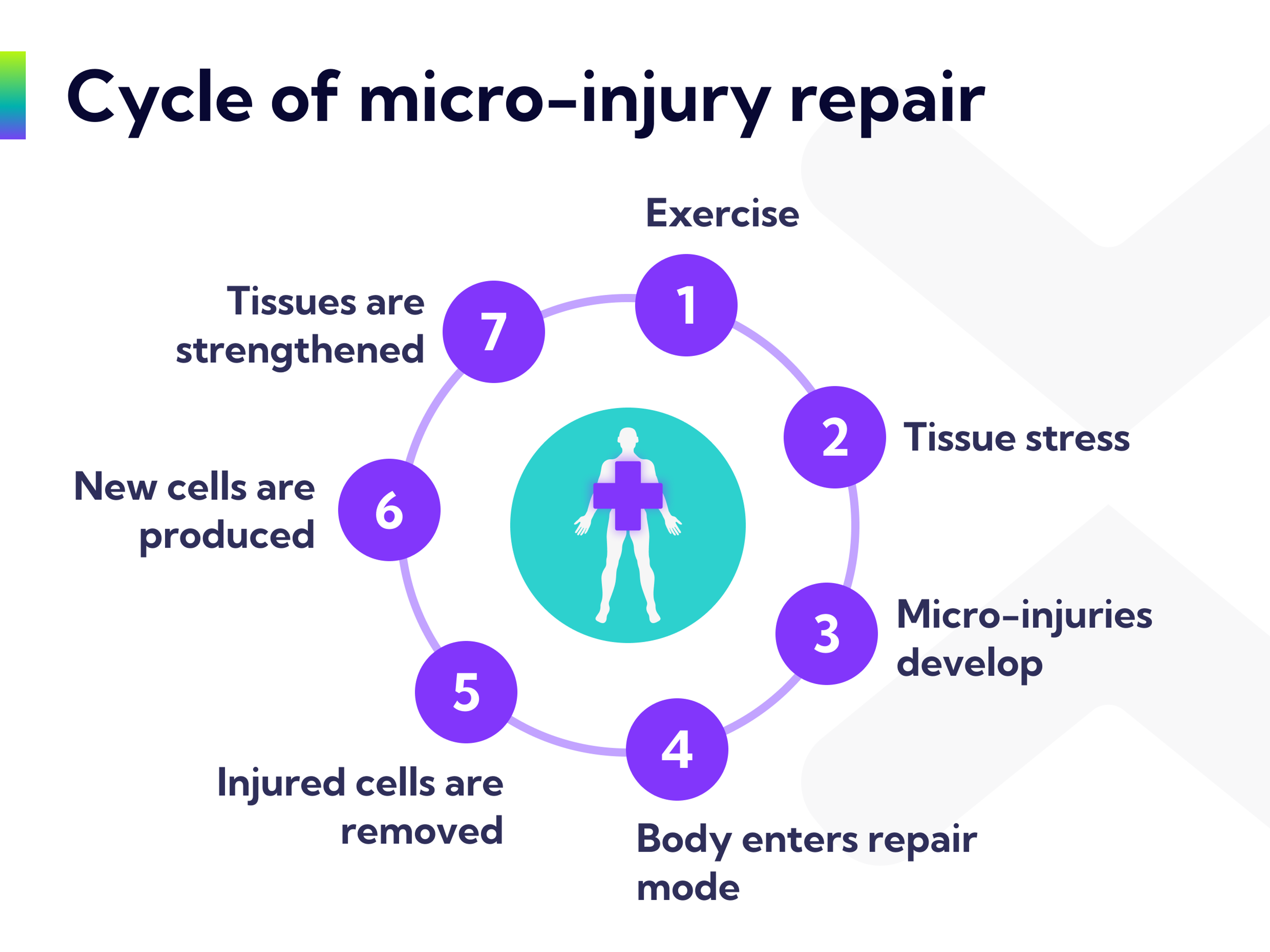 The cycle of micro-injury repair.
