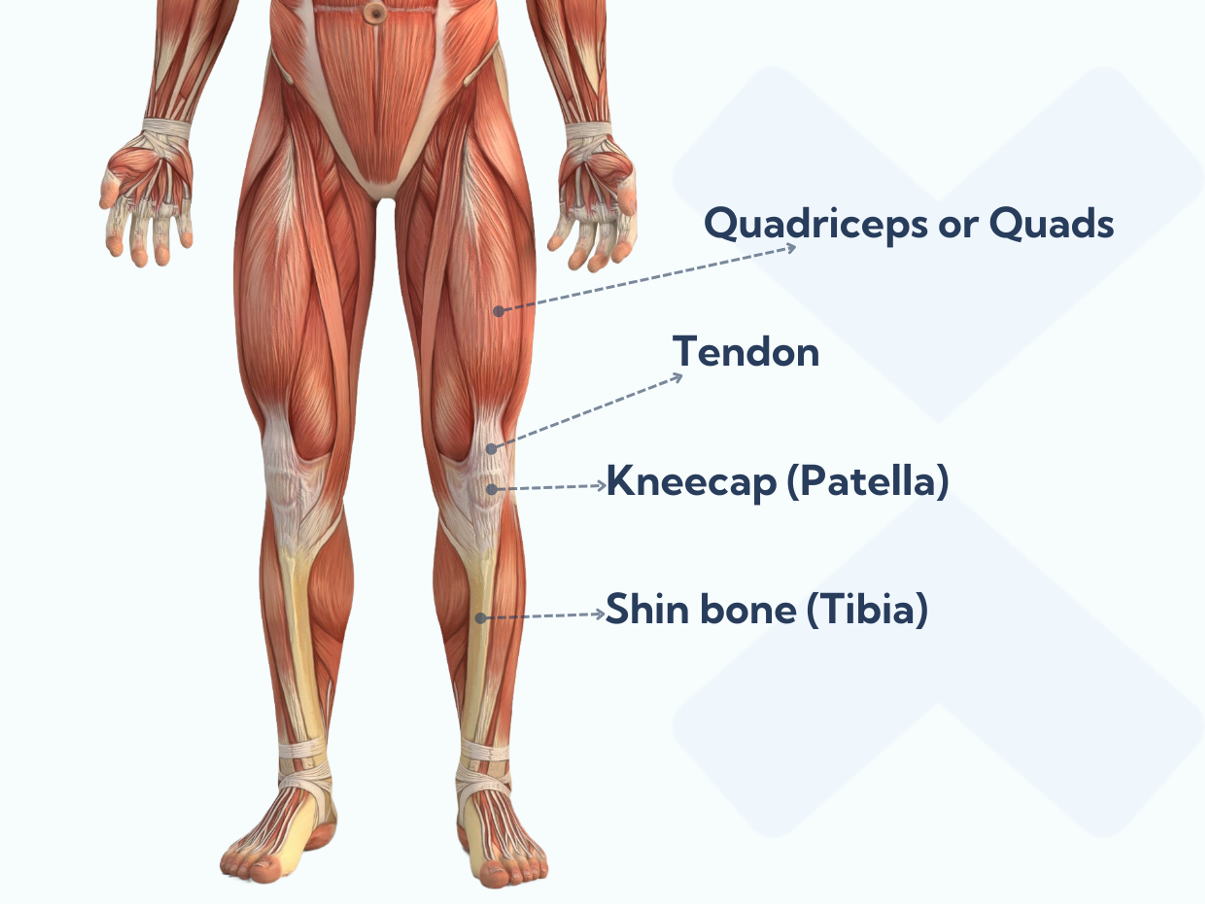 The kneecap sits inside the quadriceps tendon and moves in a shallow groove.