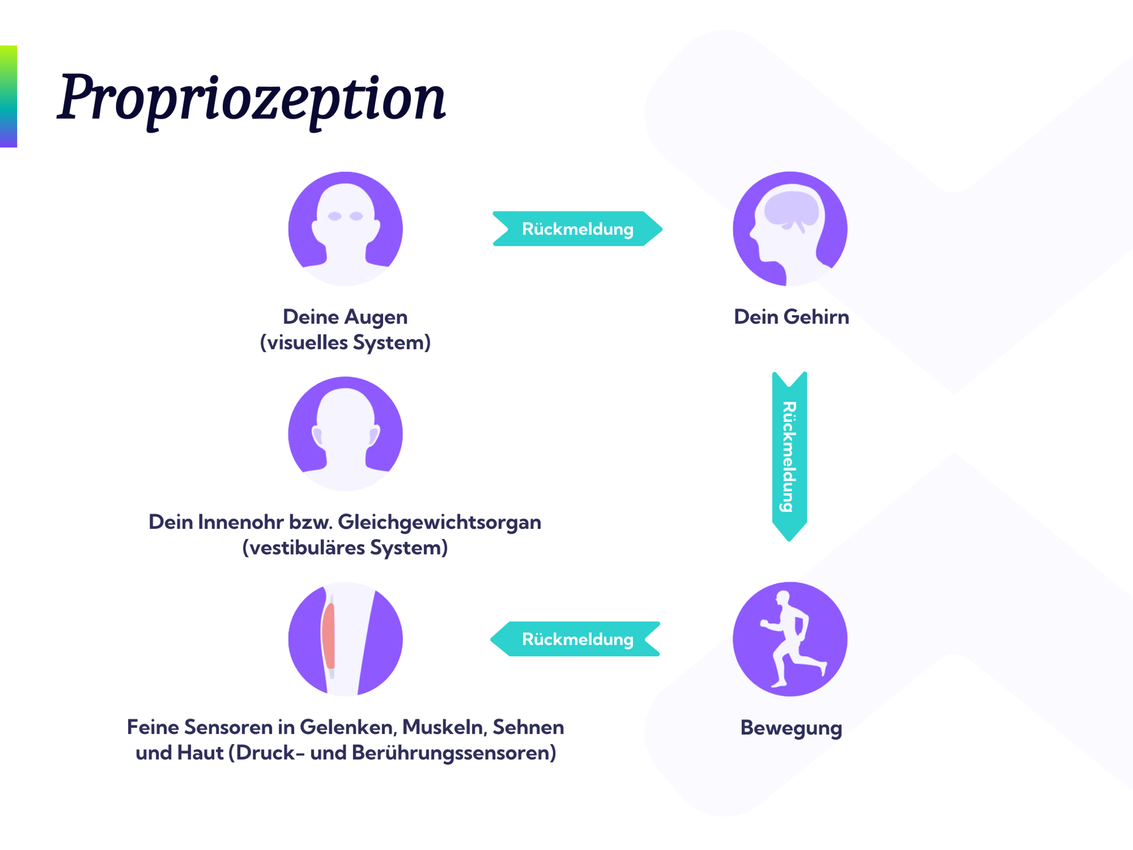 Gleichgewichtsübungen und Propriozeption sind besonders wichtig bei einer Sprunggelenksverstauchung.