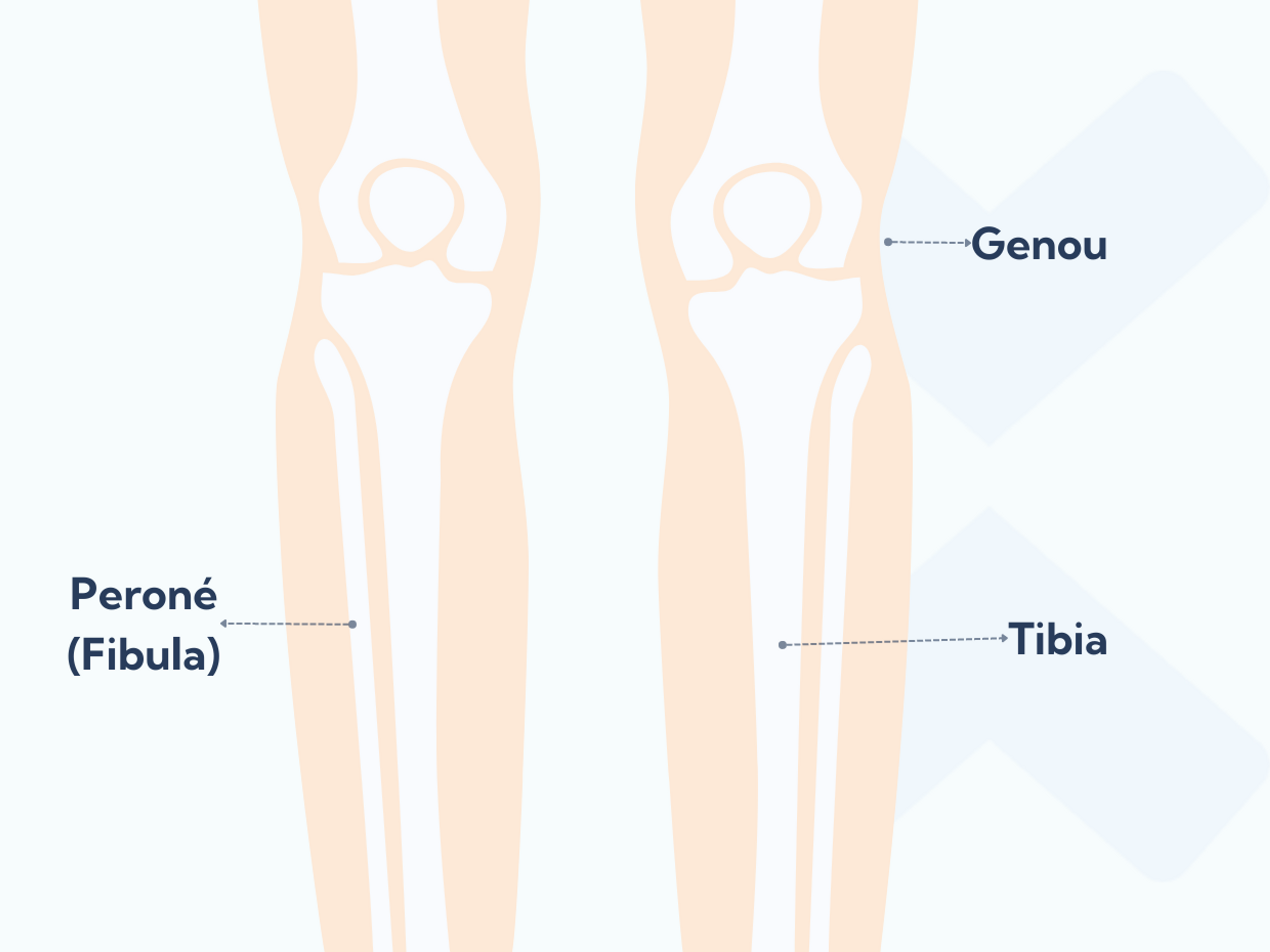 Anatomie des os de la jambe inférieure