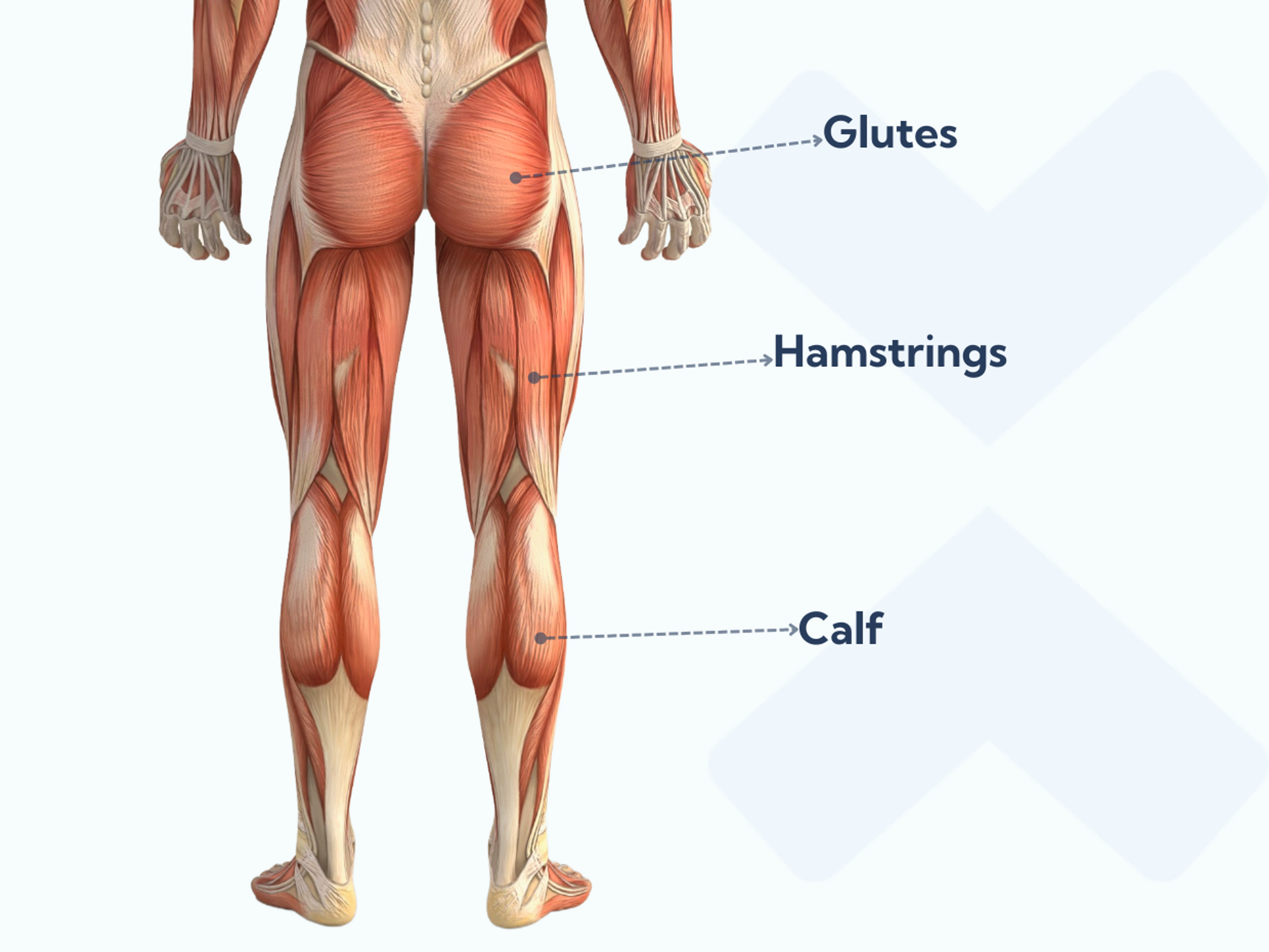 The posterior chain is a thick interconnected layer of fascia (connective tissue), muscles, and tendons in the back of your legs that runs between your lower back and feet. The muscles relevant to plantar fasciitis include your glutes, hamstrings, and calves.