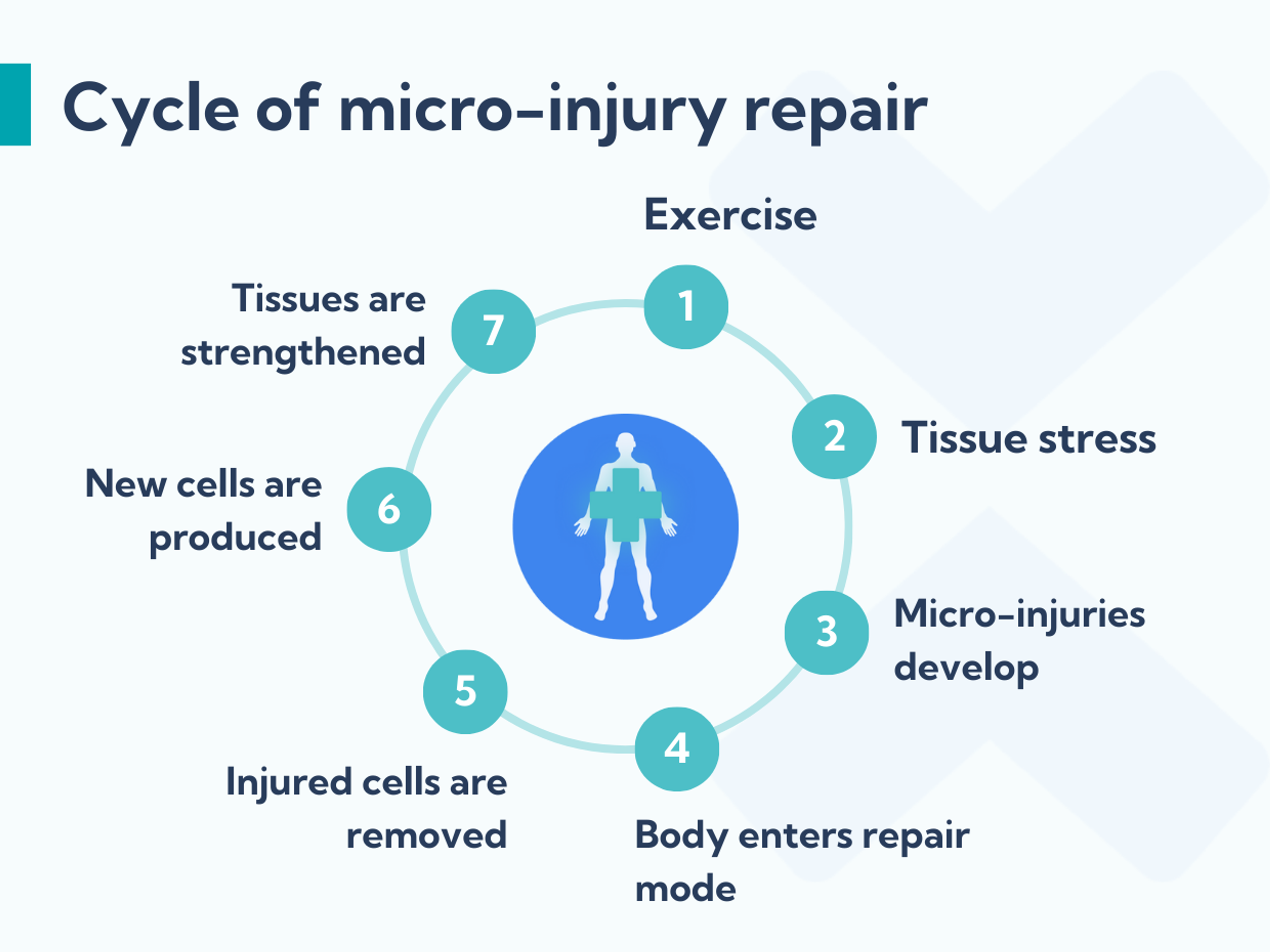 The cycle of micro-injury repair.
