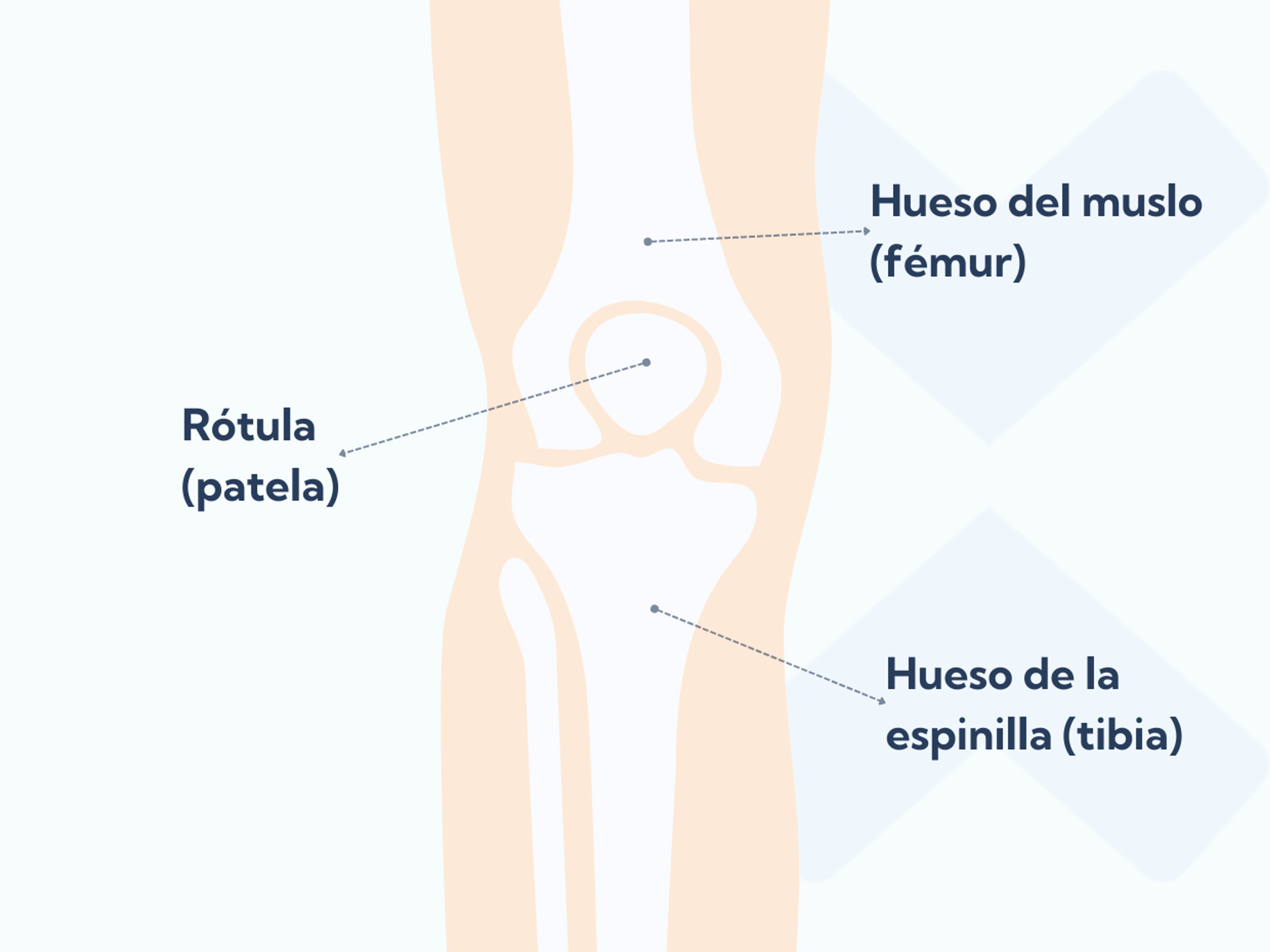 La anatomía de la articulación patelofemoral con la rótula, el hueso de la espinilla y el hueso del muslo.