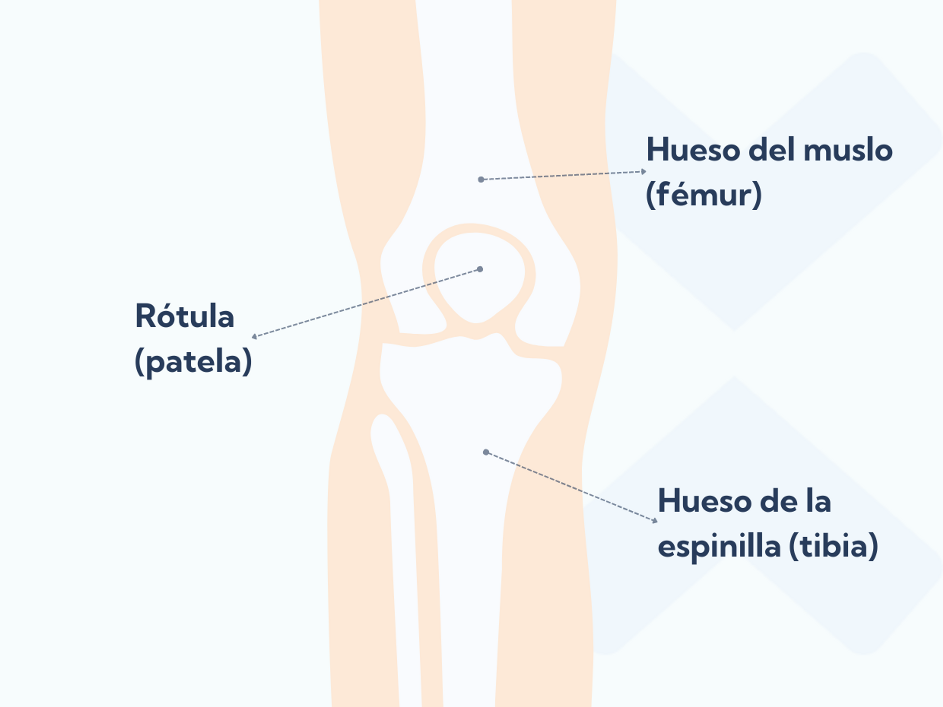 La anatomía de la articulación patelofemoral con la rótula, el hueso de la espinilla y el hueso del muslo.