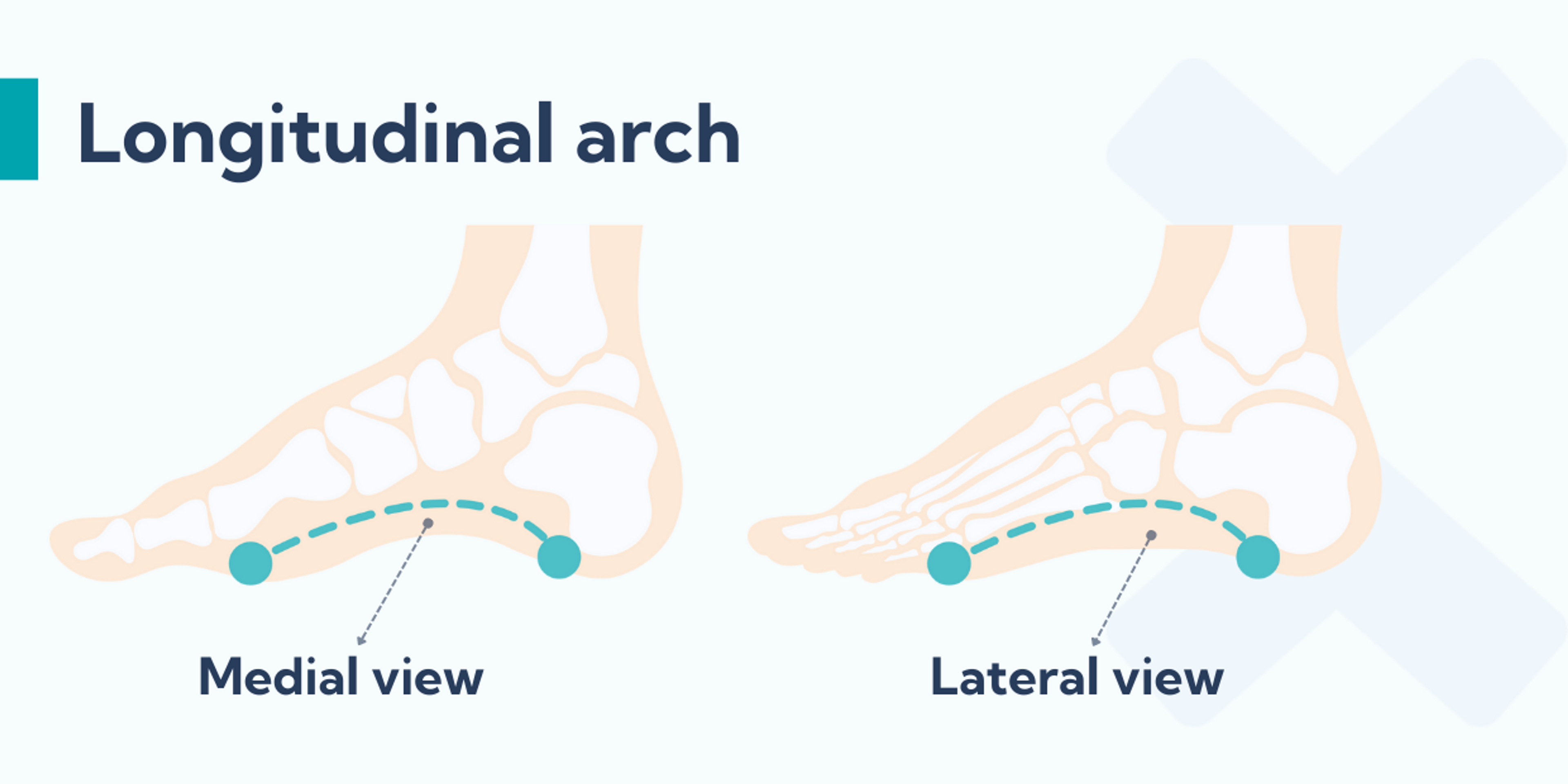 The lateral longitudinal foot arch runs on the outside of the foot and the medial longitudinal arch runs on the inside of the foot.