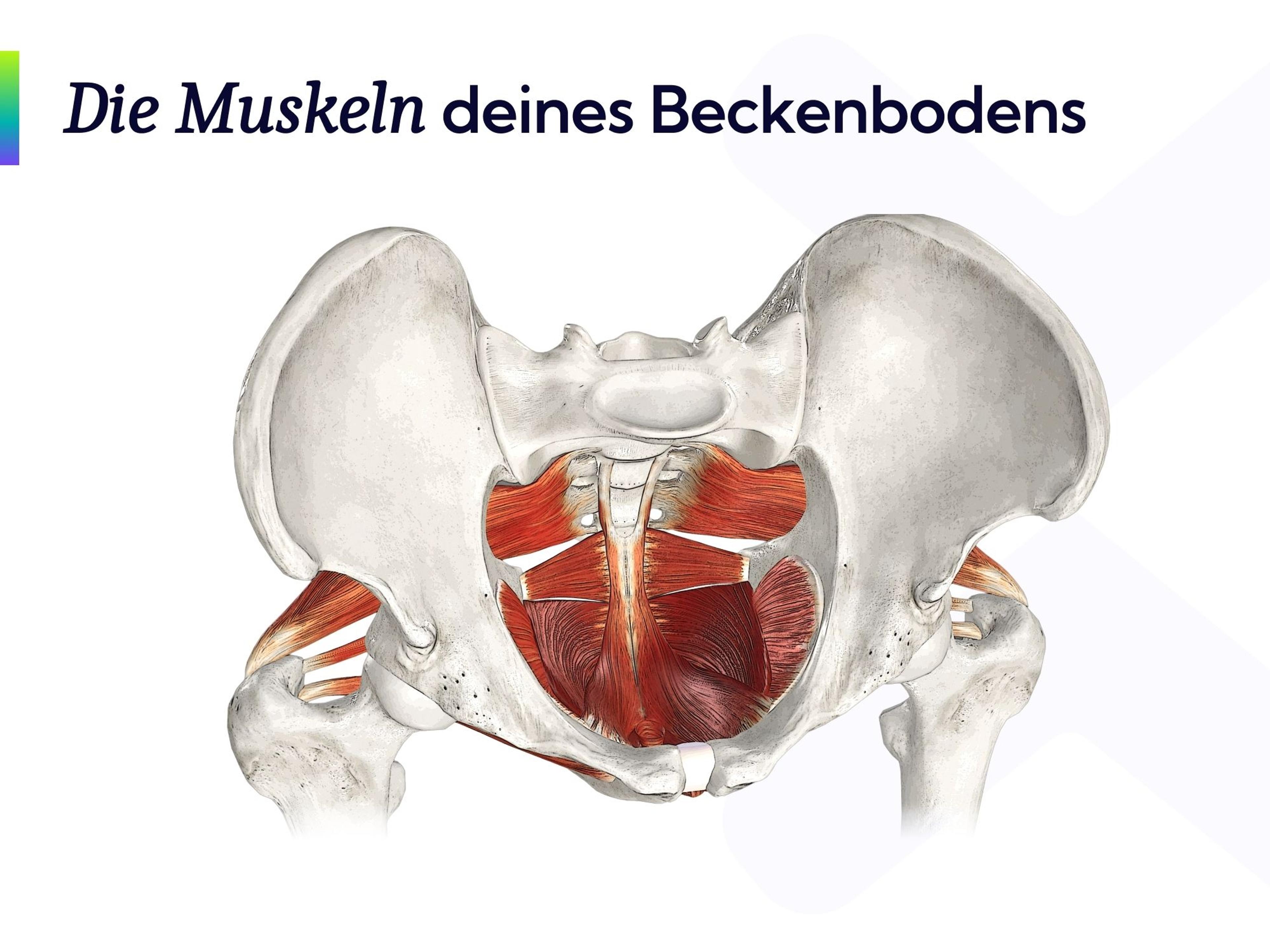 Anatomieabbildung der Beckenbodenmuskulatur