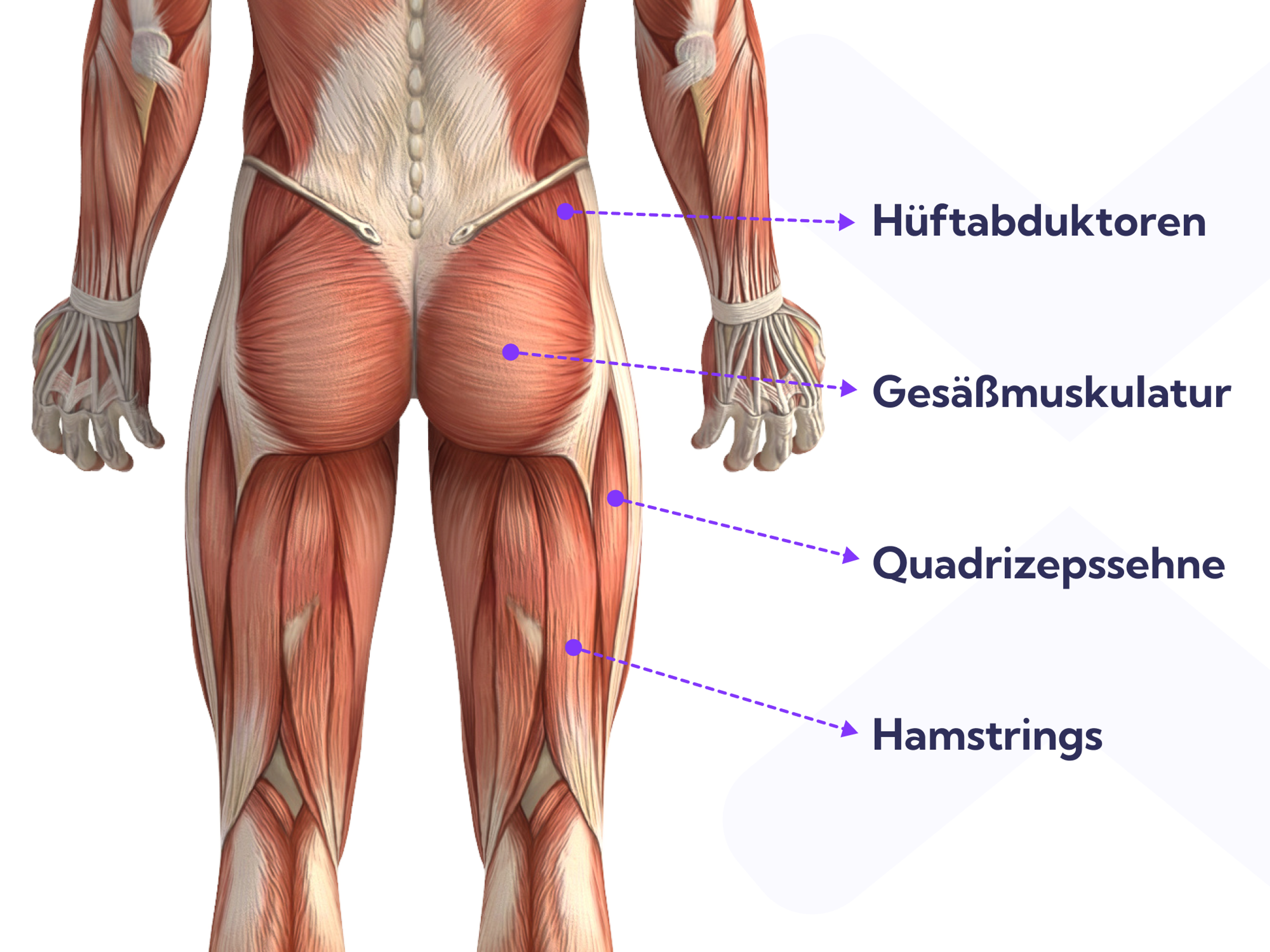Diese Muskeln im Oberschenkel und in der Hüfte solltest du kräftigen, um deine Sprunggelenksverstauchung optimal auszuheilen