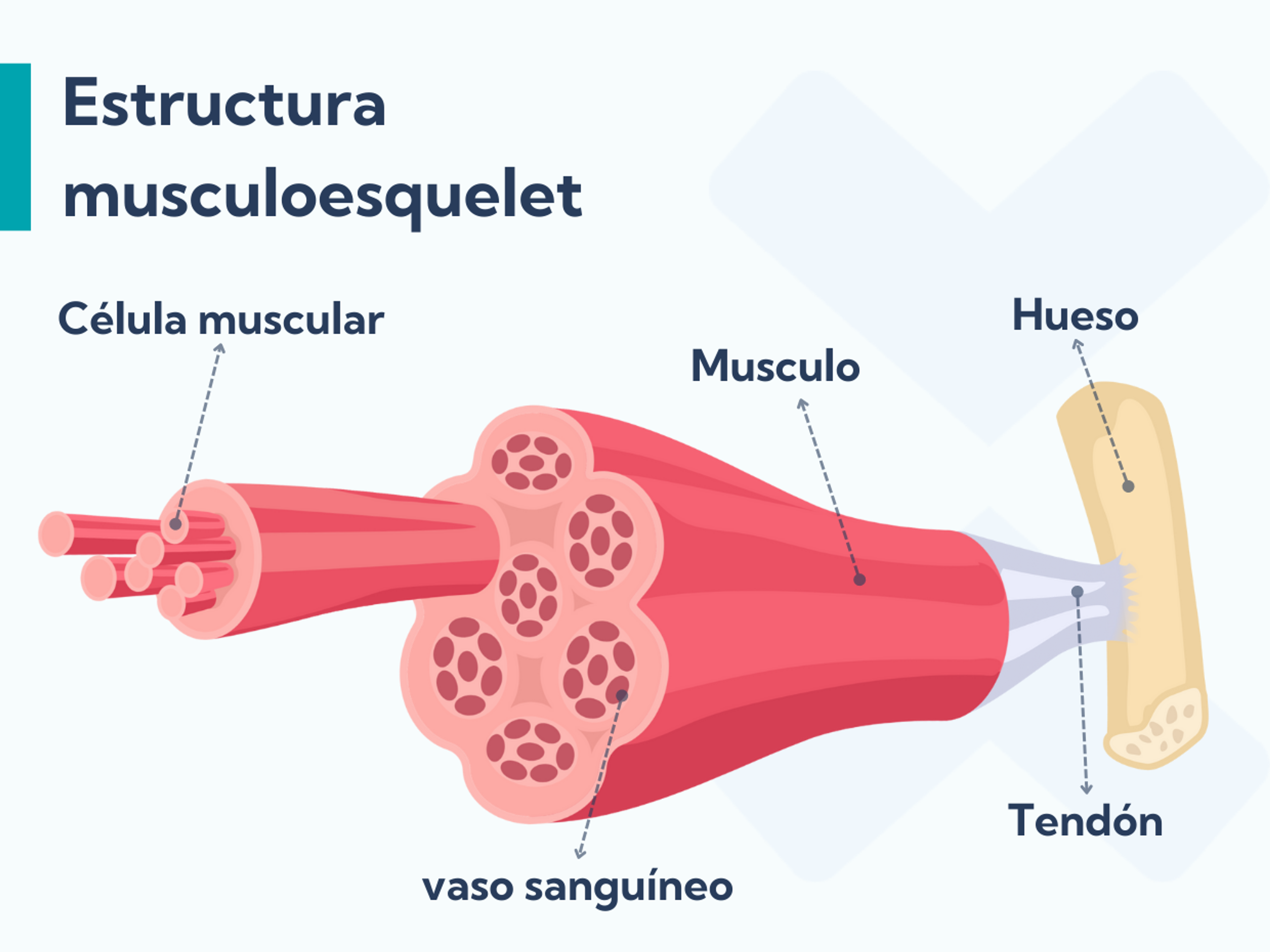 Estructura musculoesquelet