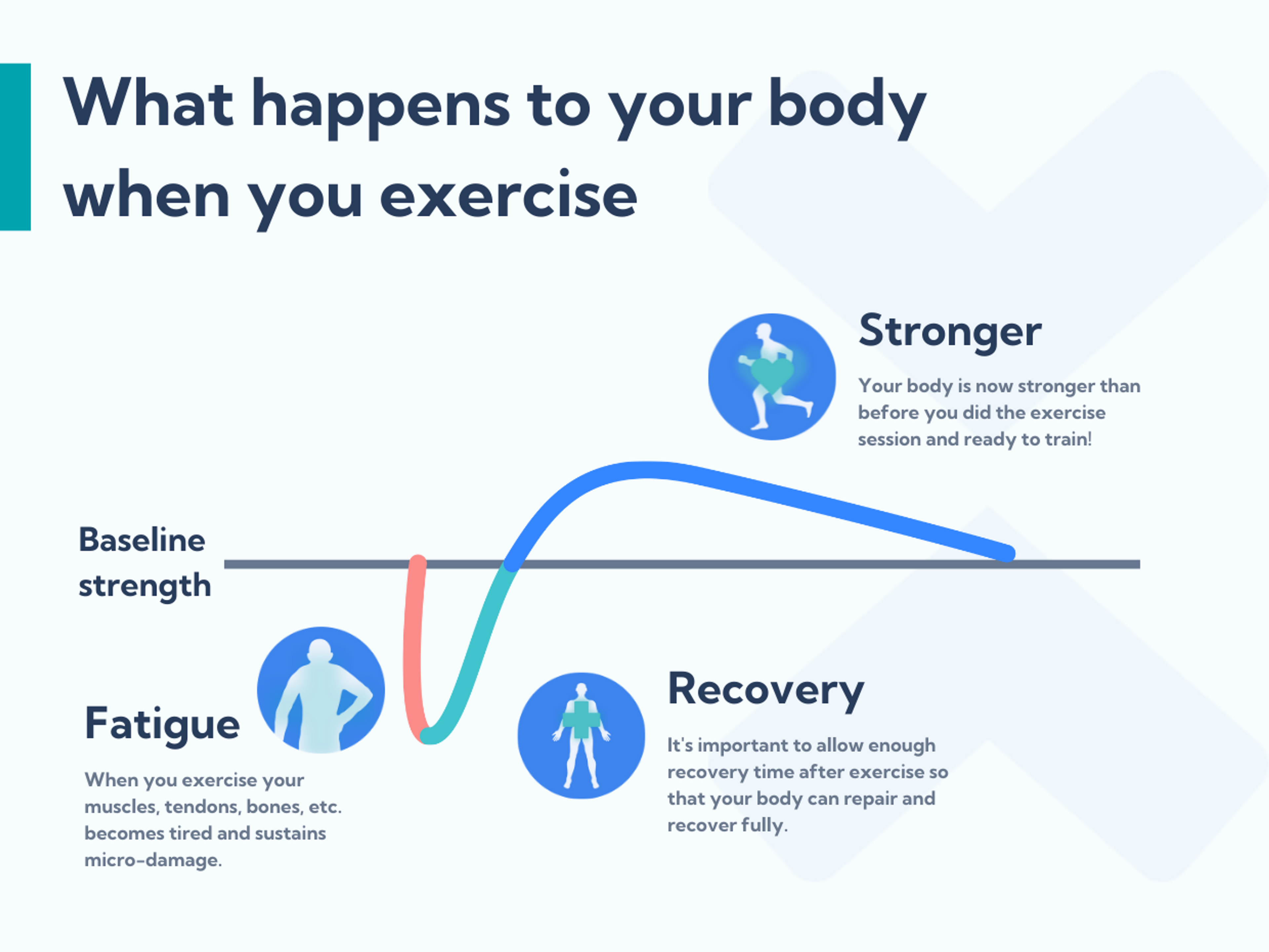 How your muscles, tendons and bones grow stronger through exercise.