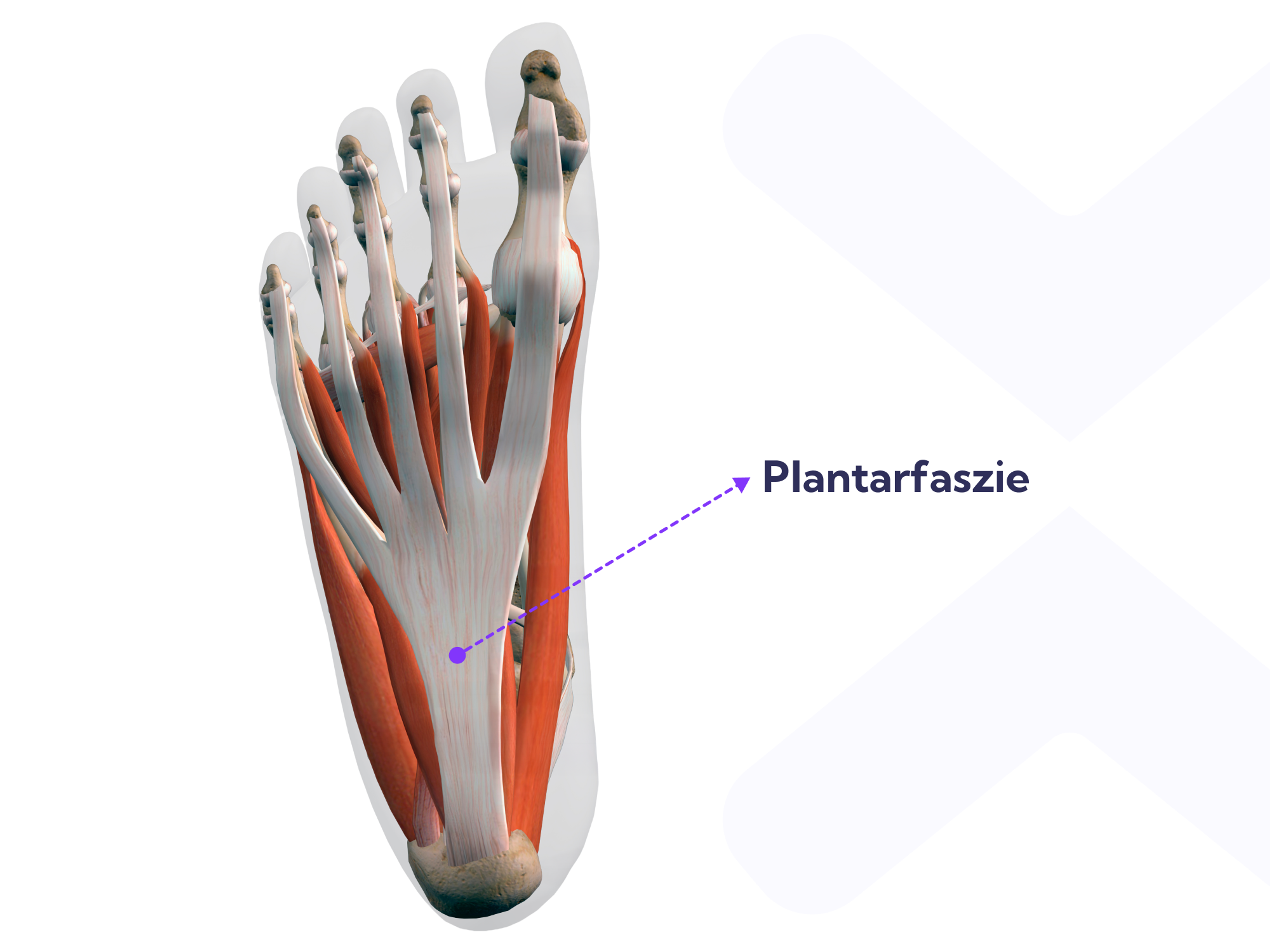 Die Plantarfaszie verläuft vom Fersenbein bis zu den Zehen.