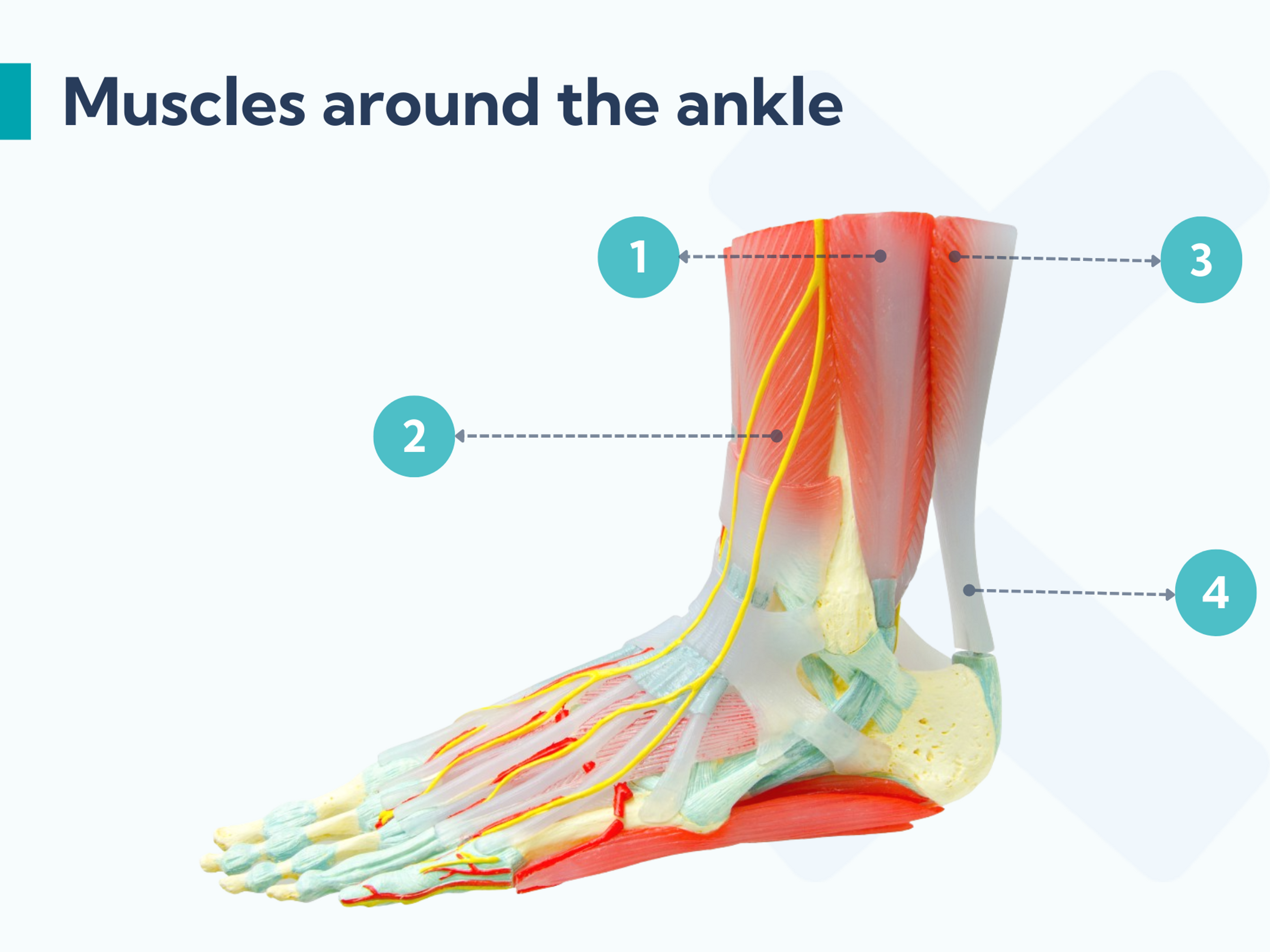 These are the muscles around the ankle that you should target with strengthening exercises when you've sprained your ankle.