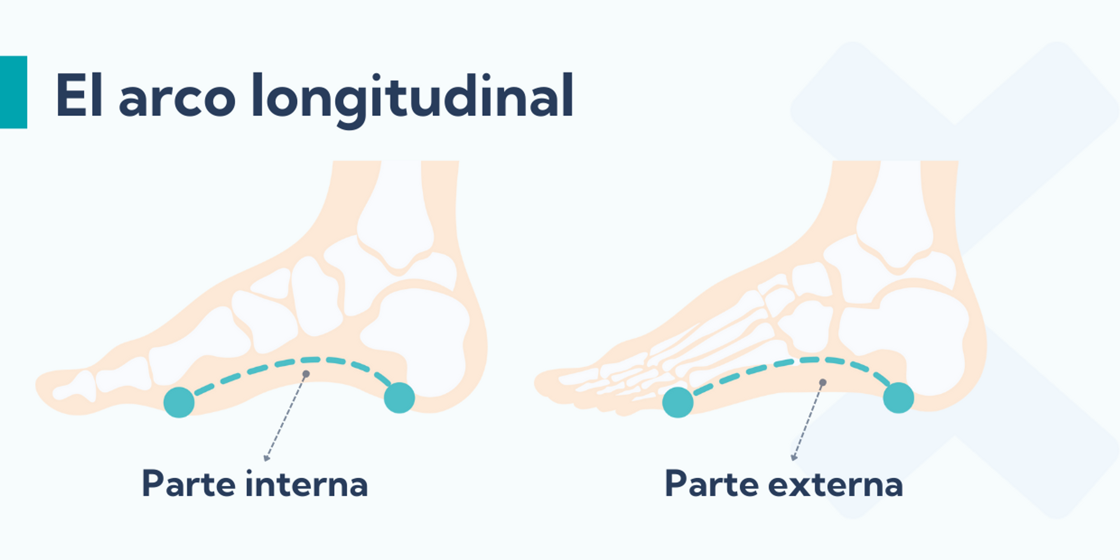 El arco lateral longitudinal atraviesa la parte externa del pie, mientras que al arco medial longitudinal atraviesa la parte internat
