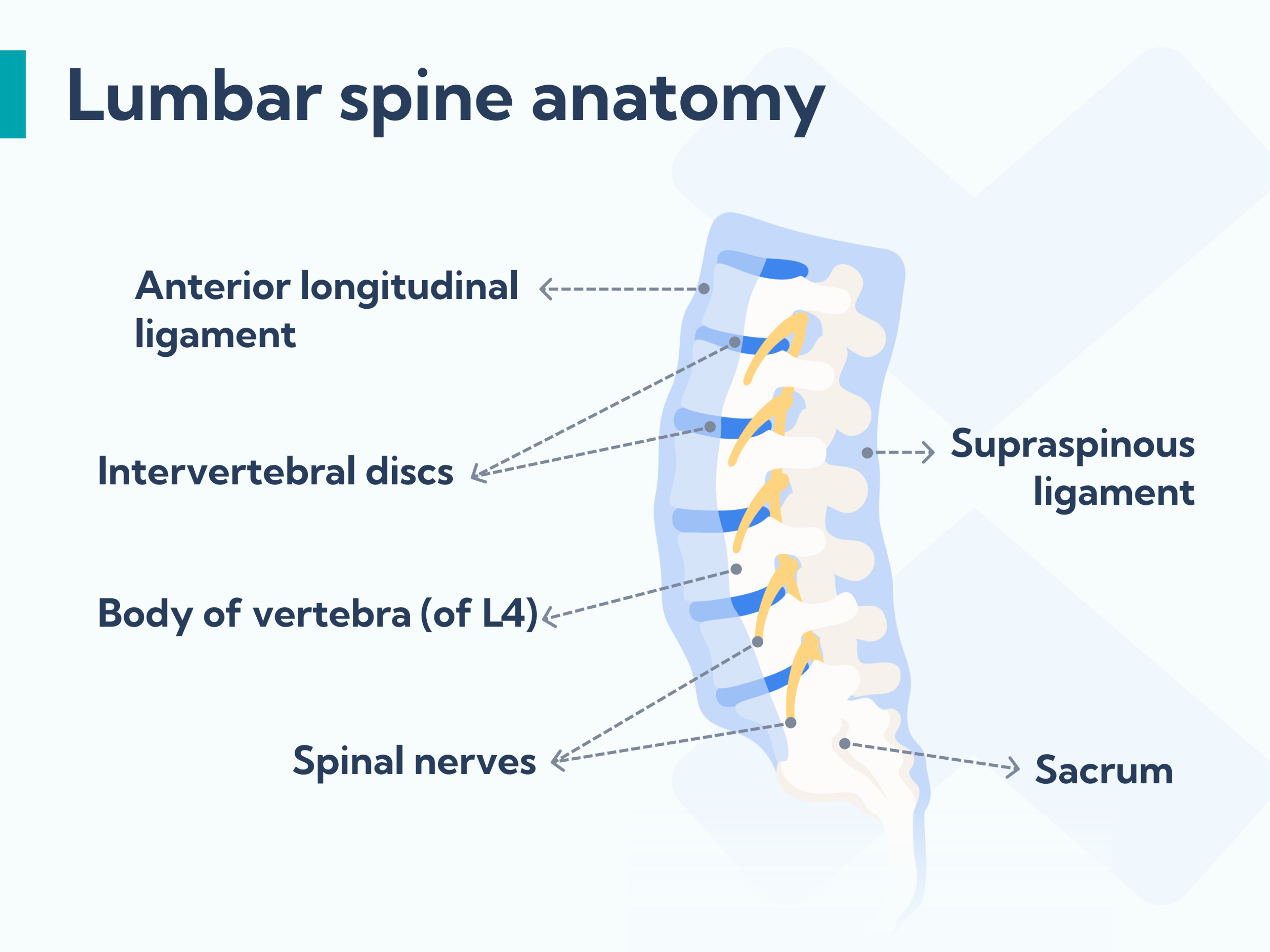 Lumbar spine anatomy where lower back pain is felt.