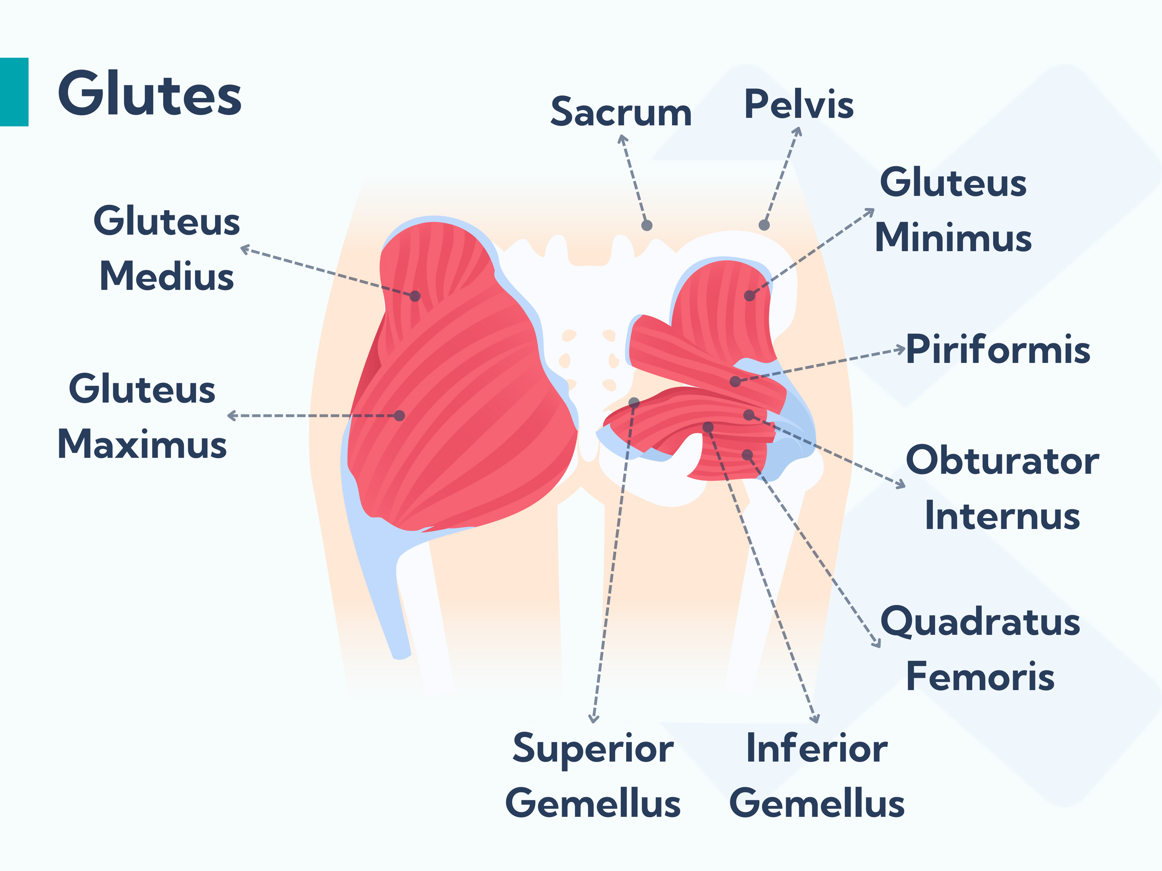 The glute medius and minimus tendons are the most commonly affected tendons in gluteal tendinopathy.