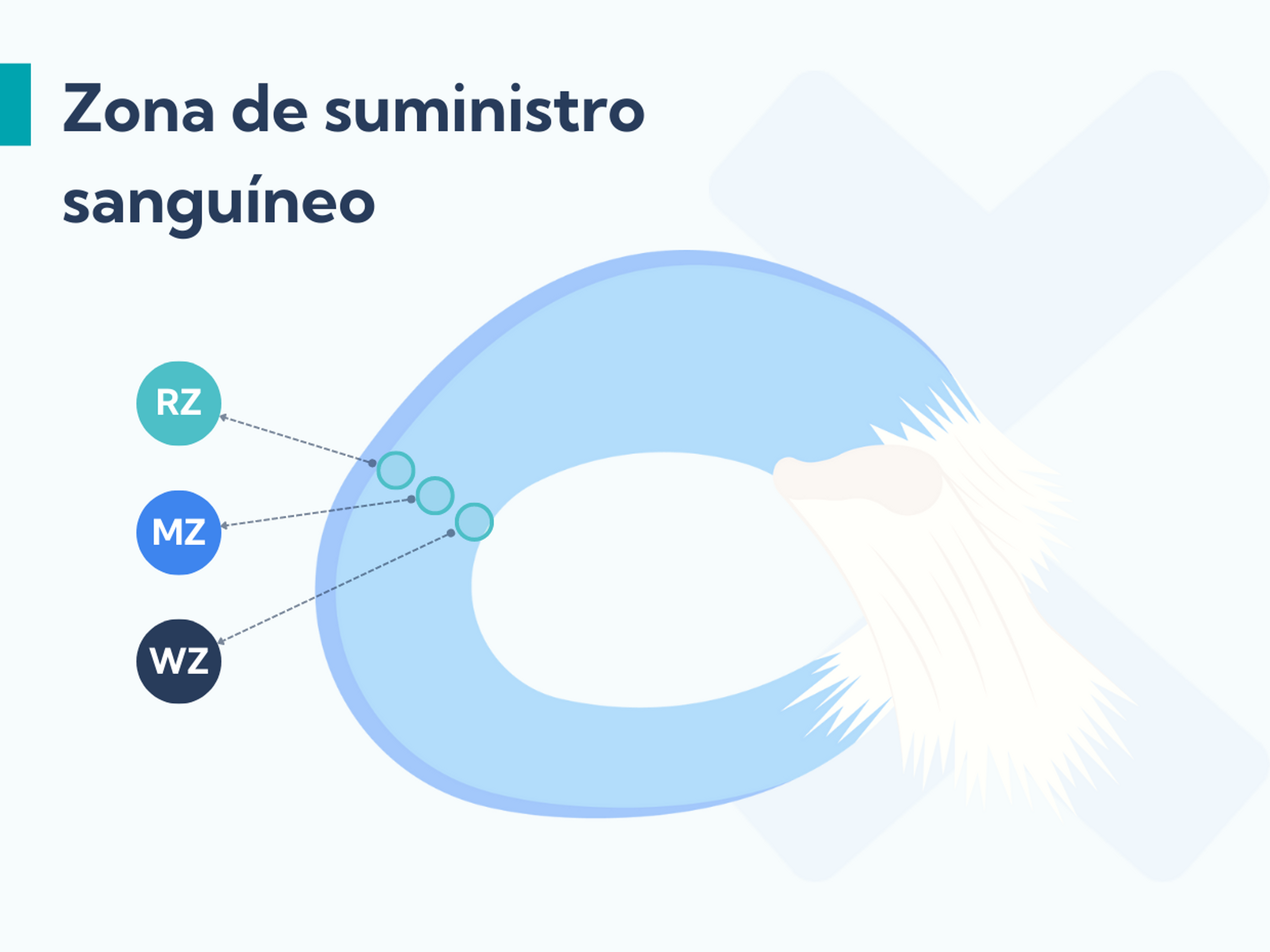 Roturas de meniscos: Causas, síntomas y tratamiento