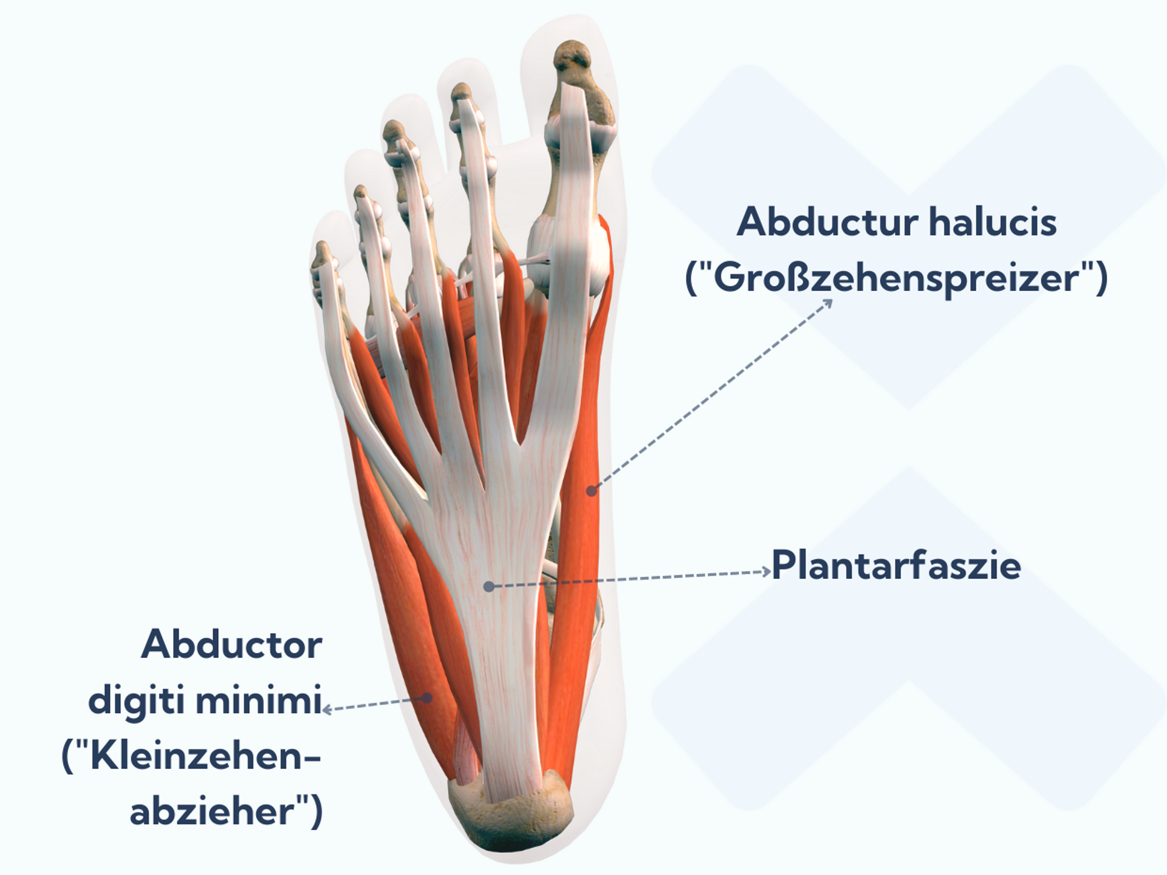 Der Großzehenspreizer (Musculus abductor hallucis) und der Kleinzehenspreizer (Musculus abductor digiti minimi) gehören zur obersten Schicht der intrinsischen Fußmuskulatur.