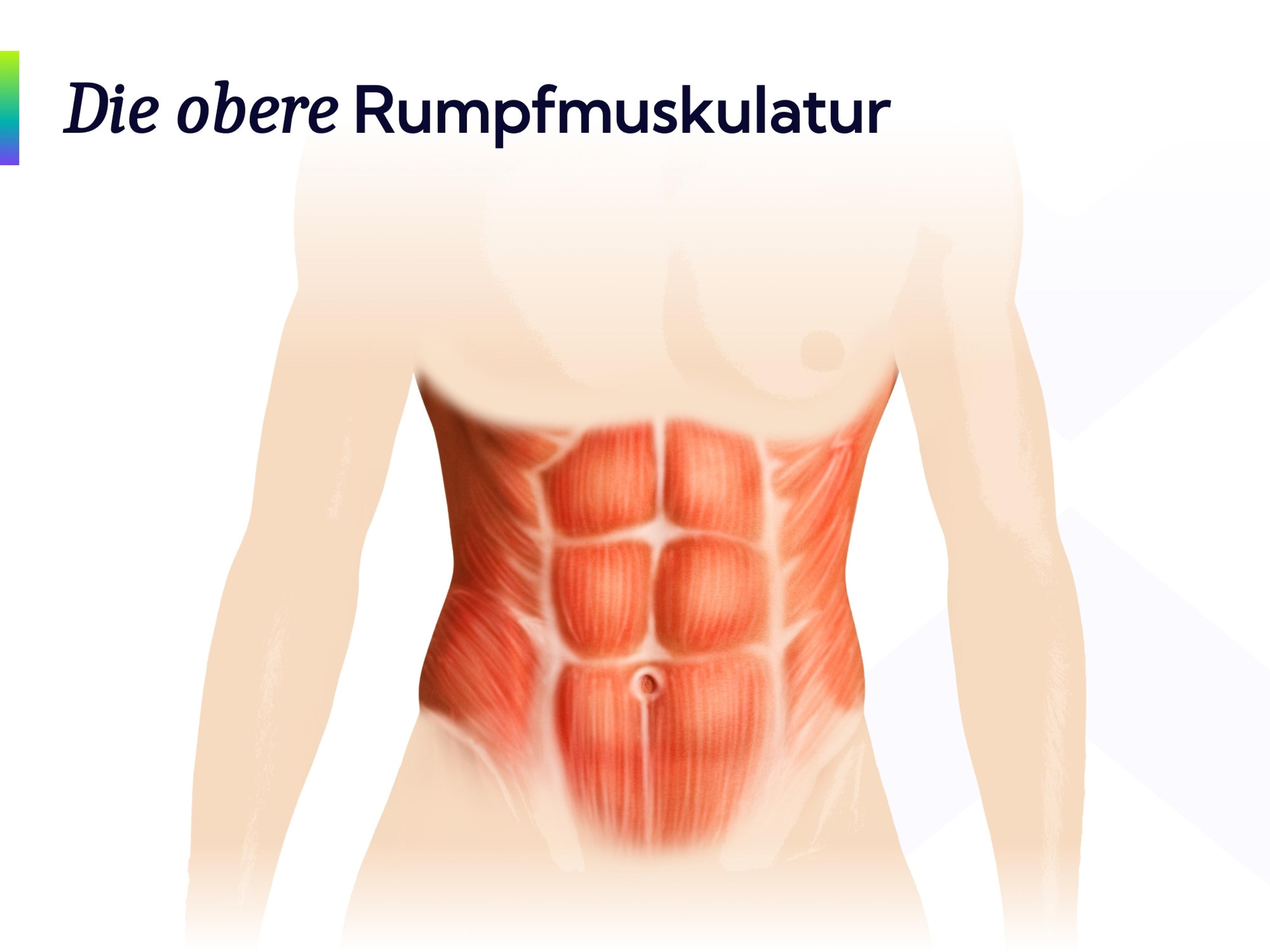 Anatomieabbildung der oberen Rumpfmuskulatur