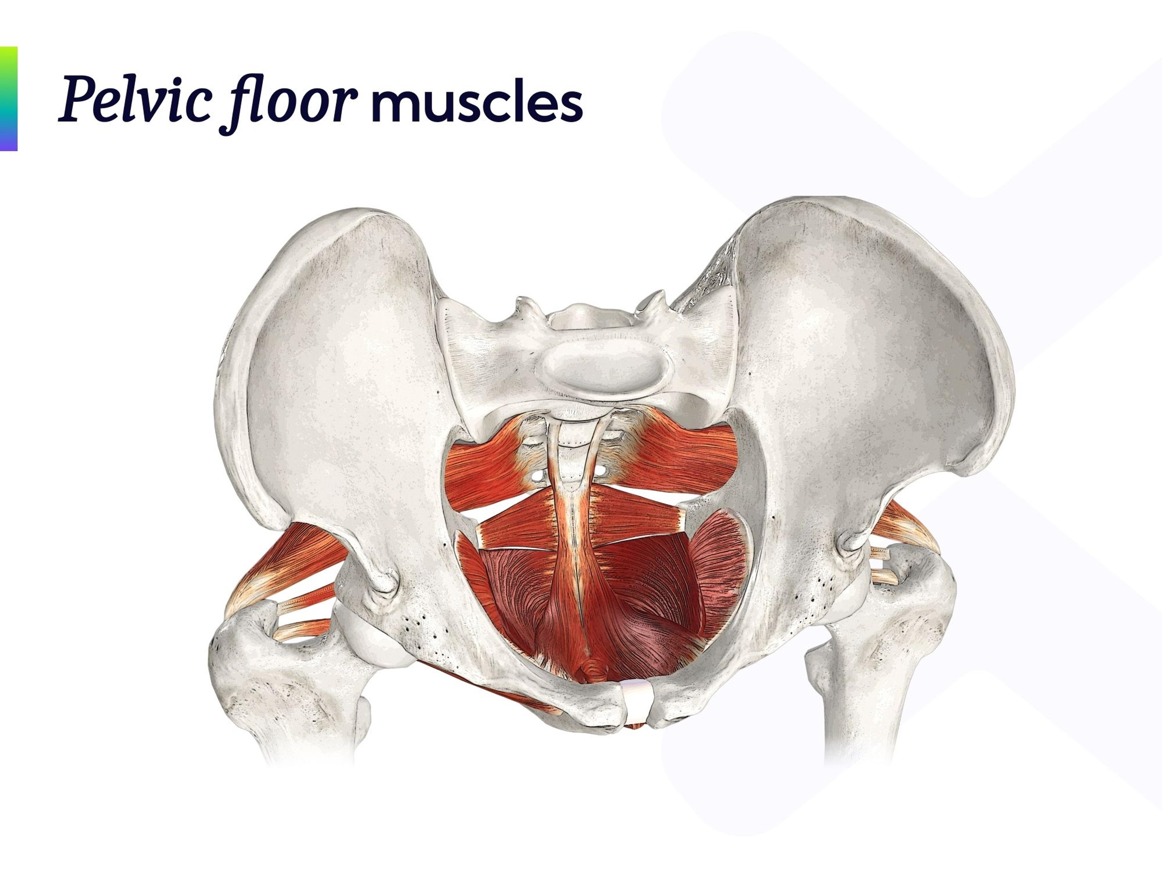 Anatomy picture of the pelvic floor muscles.