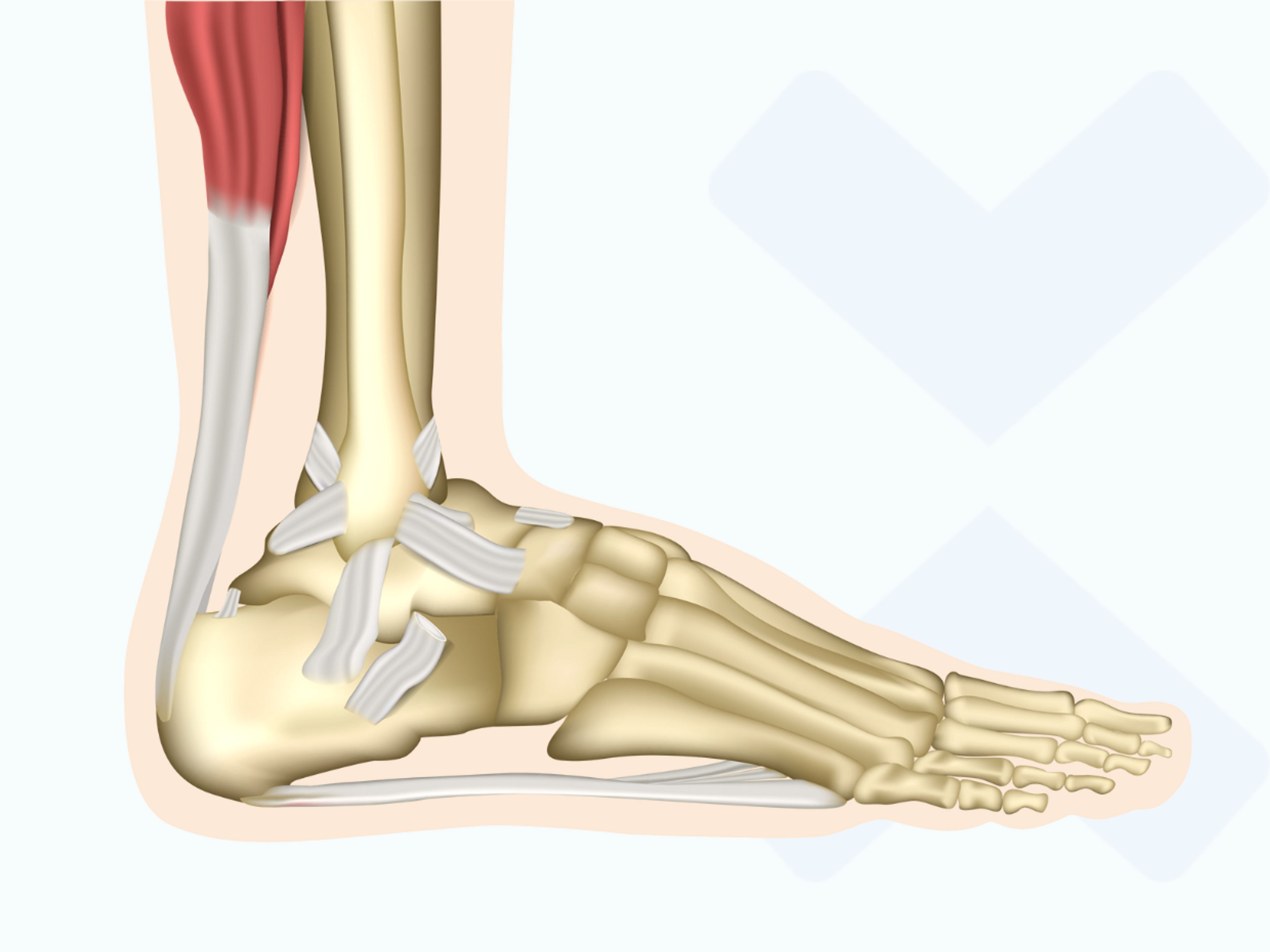 Die Bänder des Sprunggelenks: Bei einem verstauchten Fuß können verschiedene Bänder betroffen sein. Das muss bei der Behandlung berücksichtigt werden.