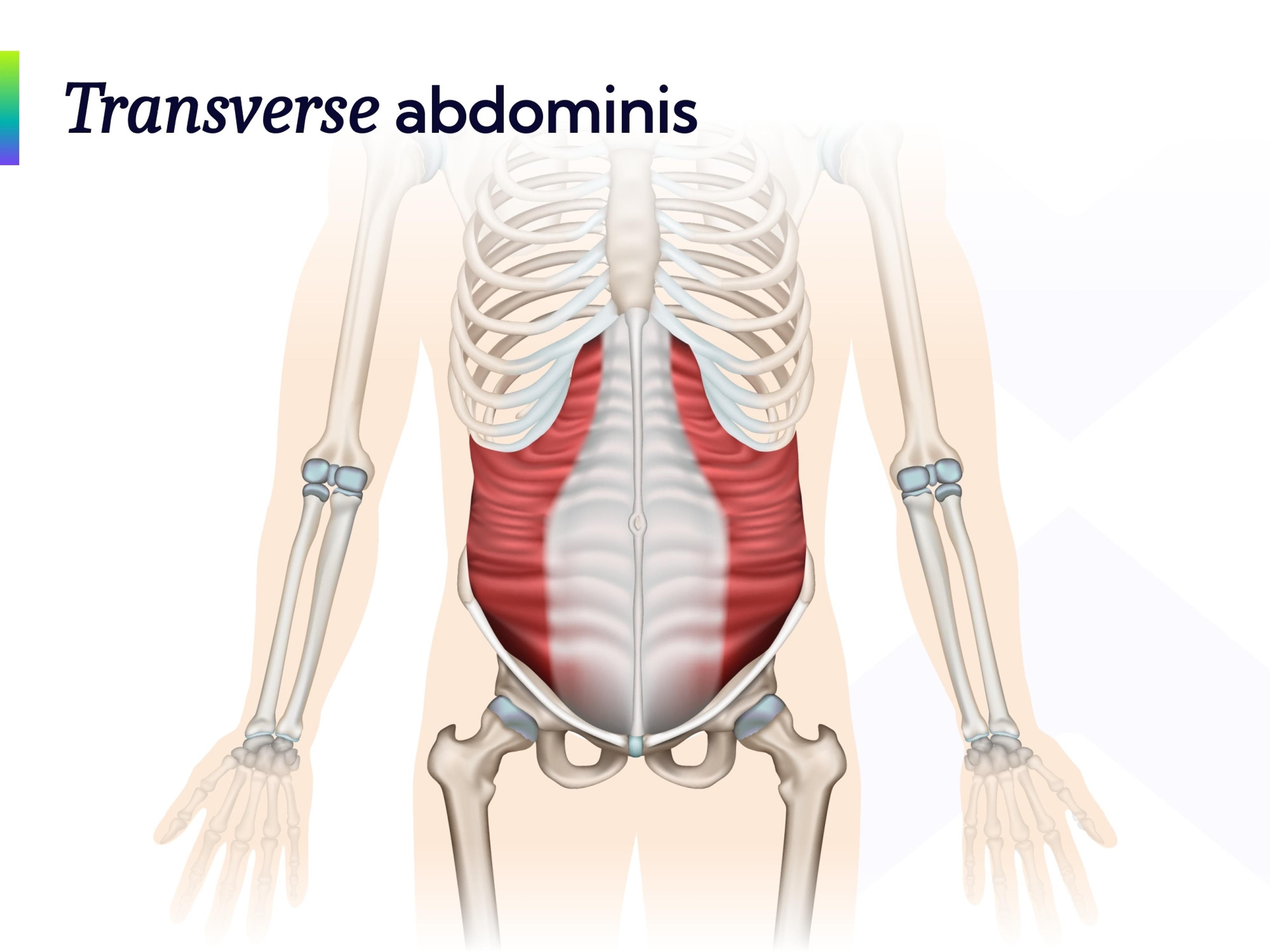 Anatomy picture of the Transverse abdominis muscle.