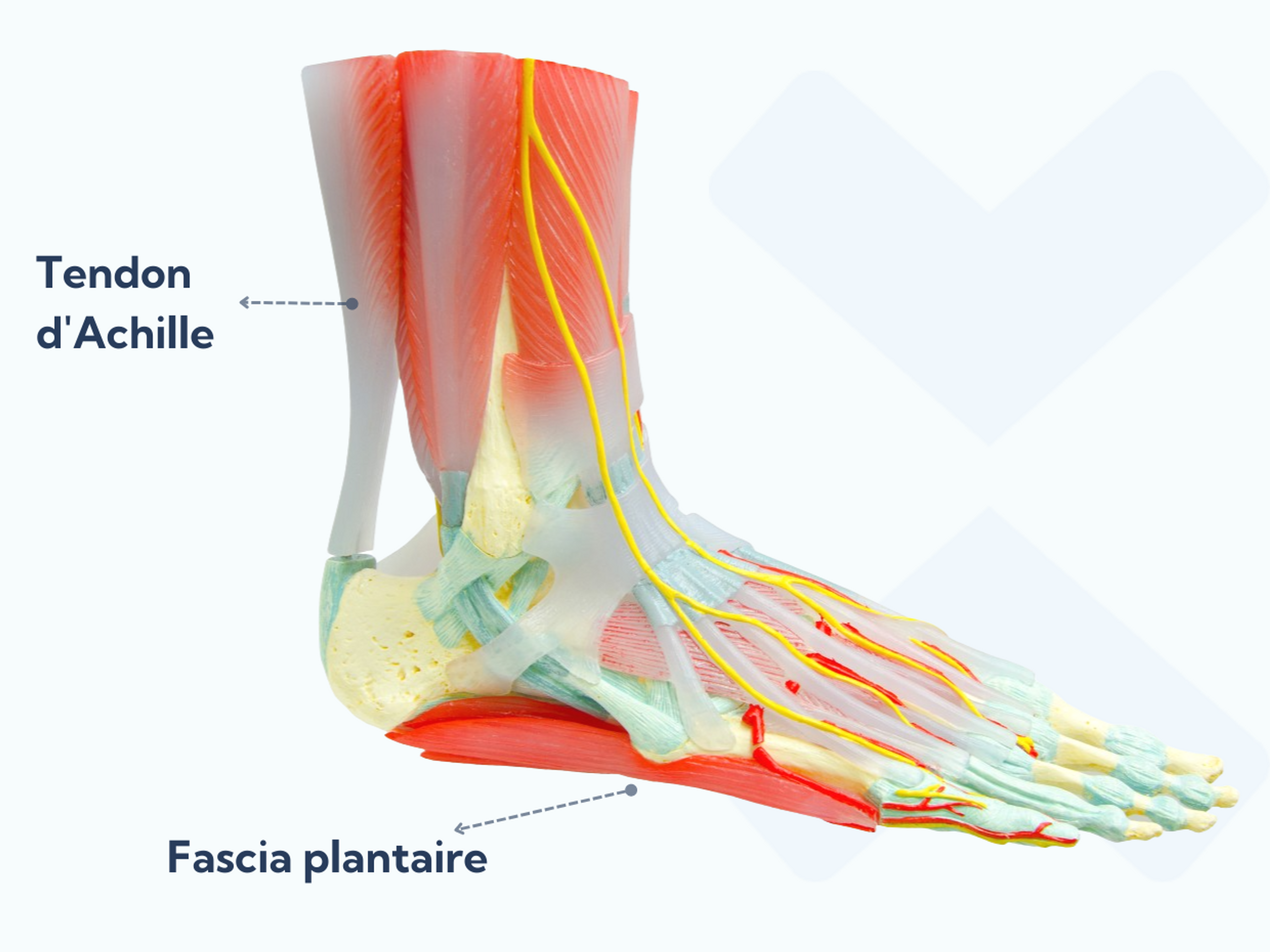 Le fascia plantaire va de l’os du talon aux orteils et empêche la voûte plantaire de s’affaisser lorsque vous vous tenez debout. Le tendon d’Achille part des muscles du mollet et s’attache à l’arrière du talon.