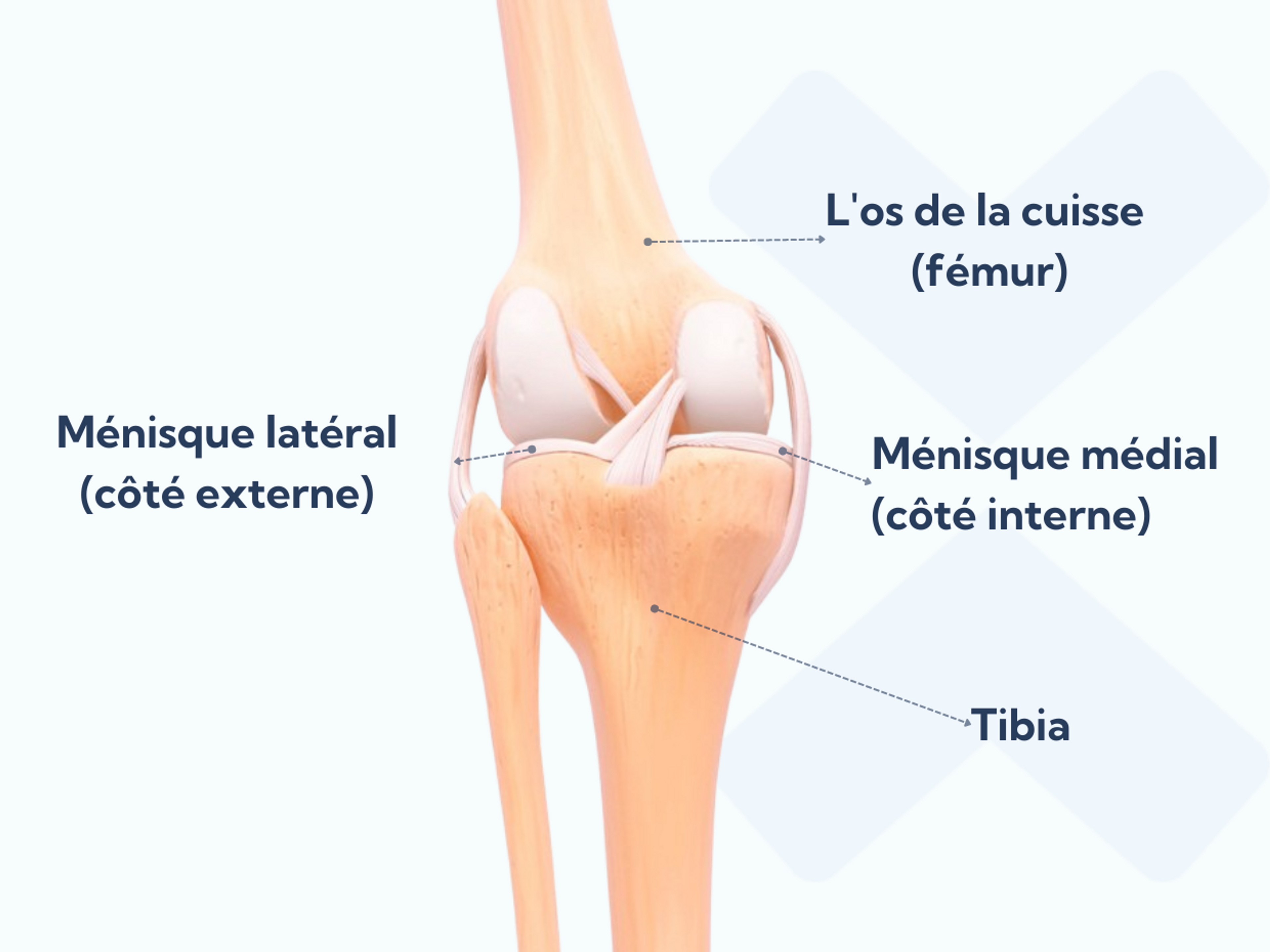 Anatomie du genou, de la rotule et du ménisque