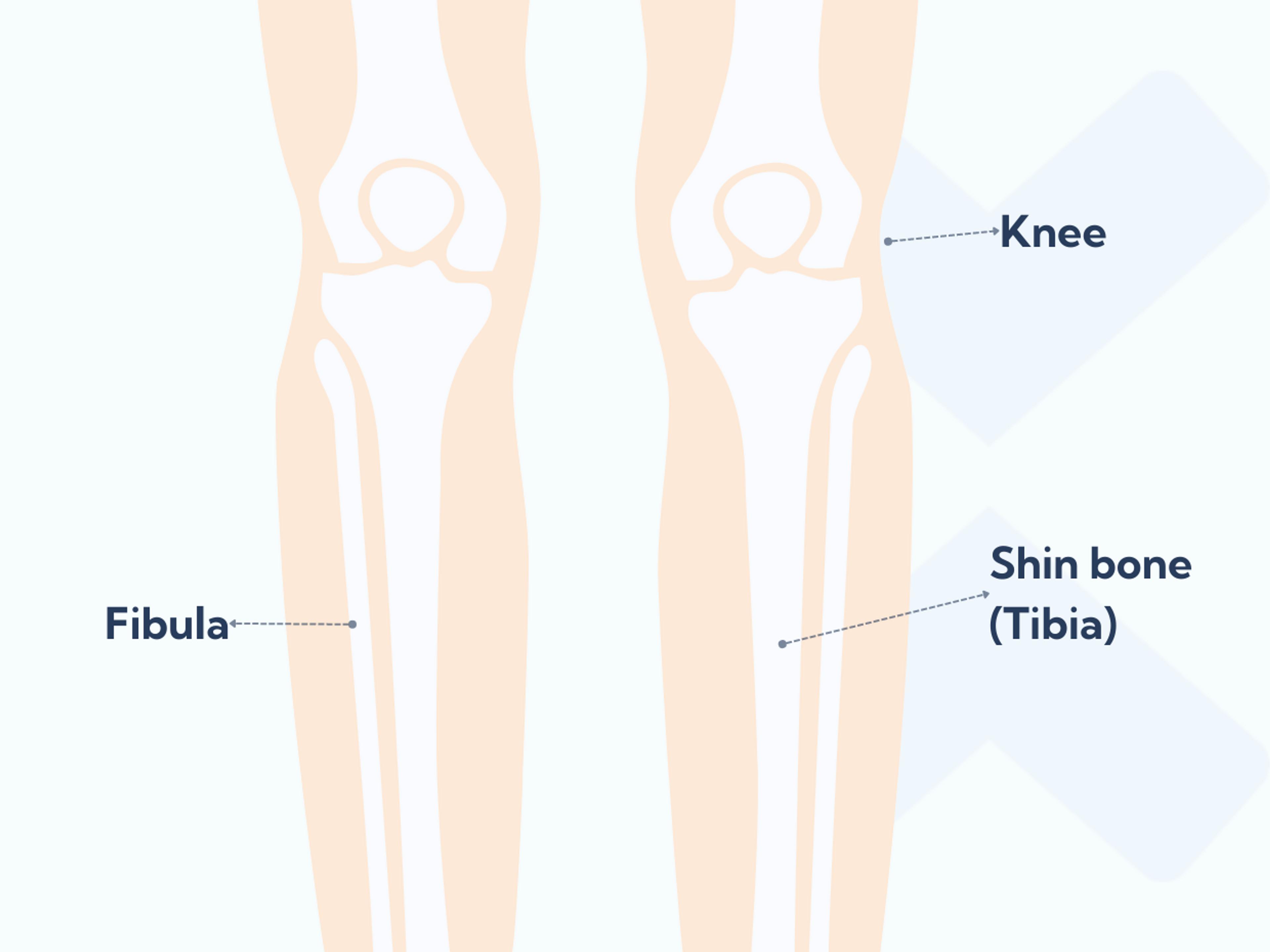 Bones of the lower leg - the shinbone (tibia) and fibula rests on the foot.