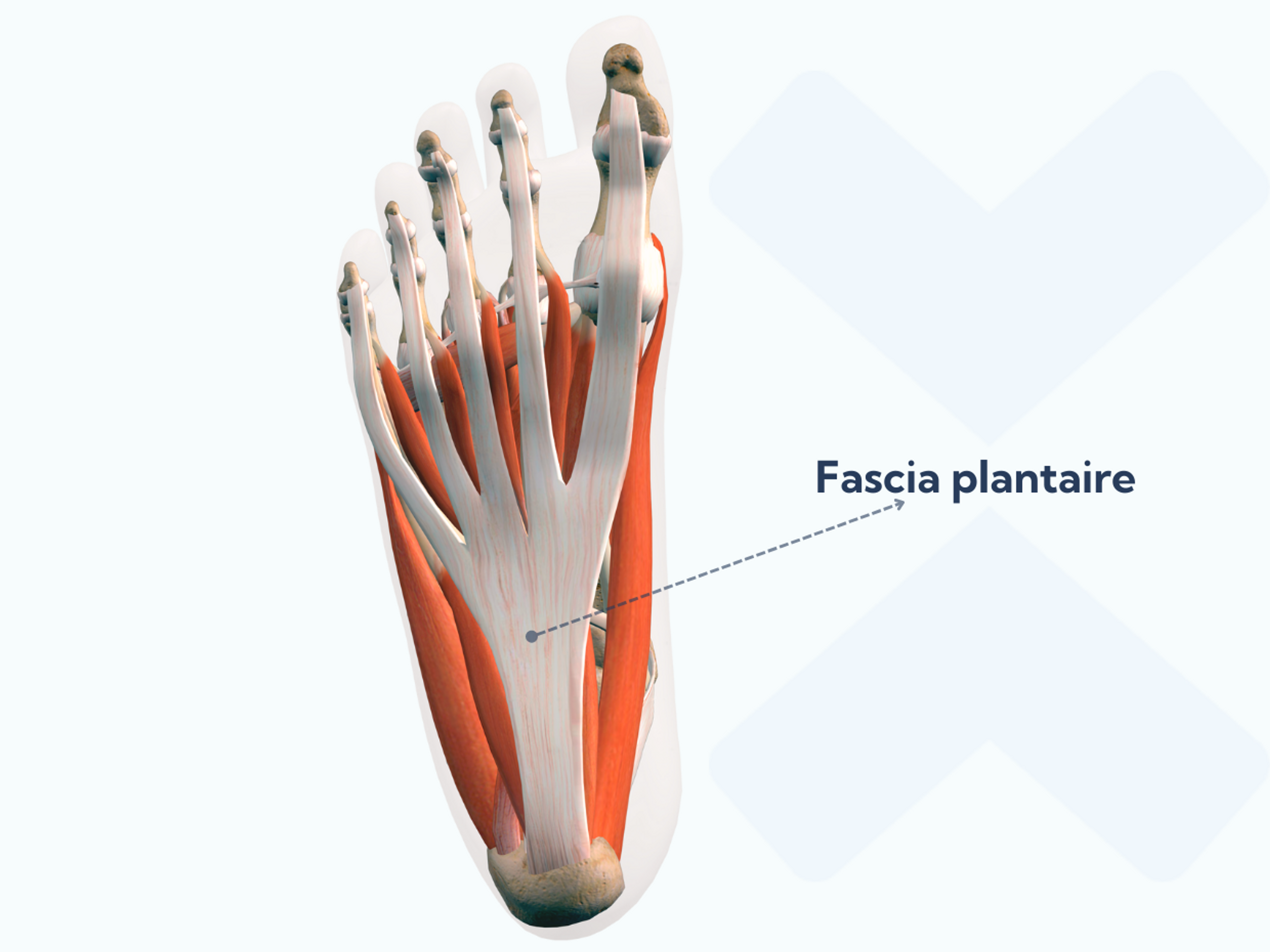 Anatomie du fascia plantaire