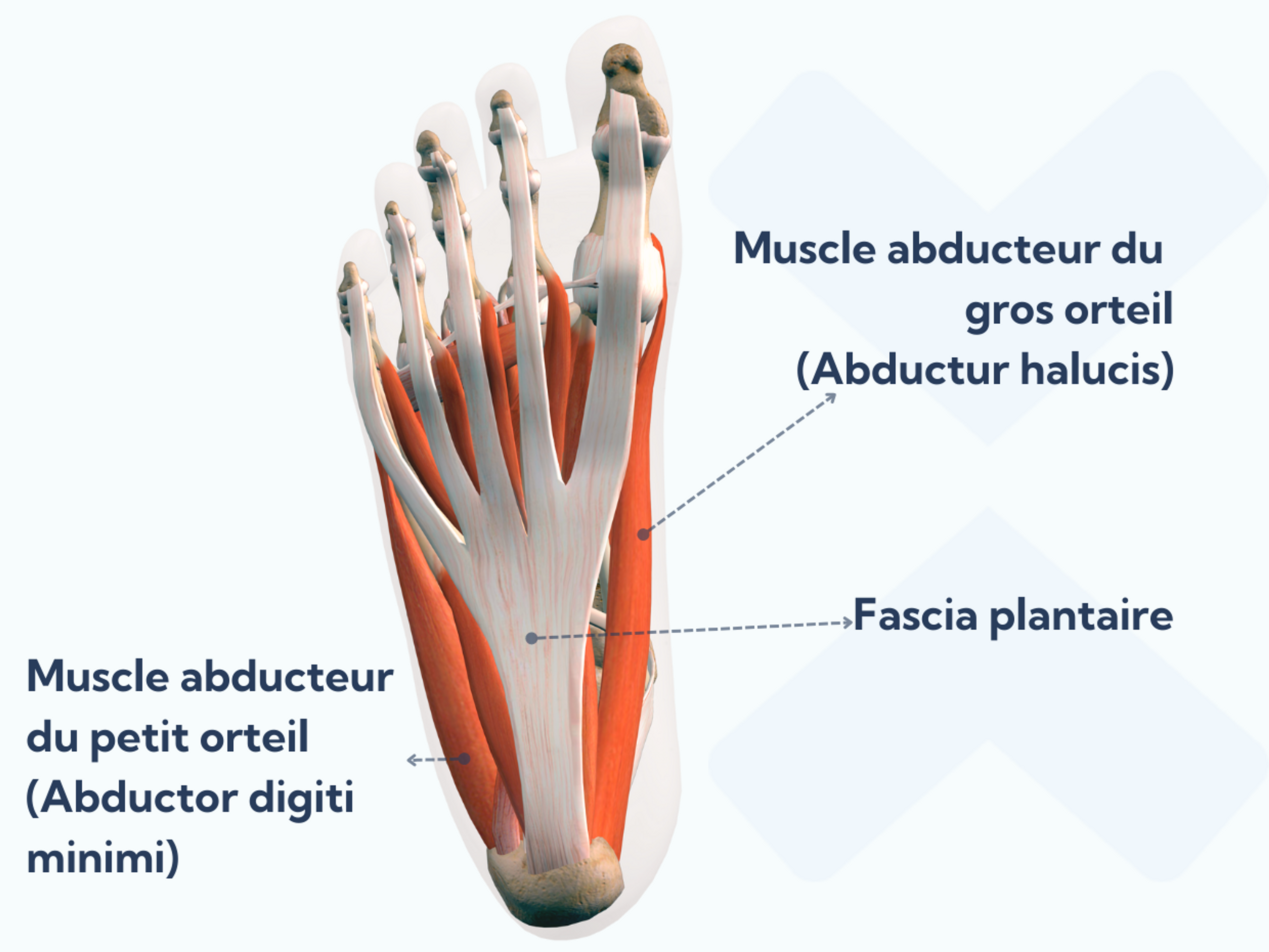 L'abducteur hallucis et l'abducteur digit minimi font partie de la couche superficielle des muscles intrinsèques du pied