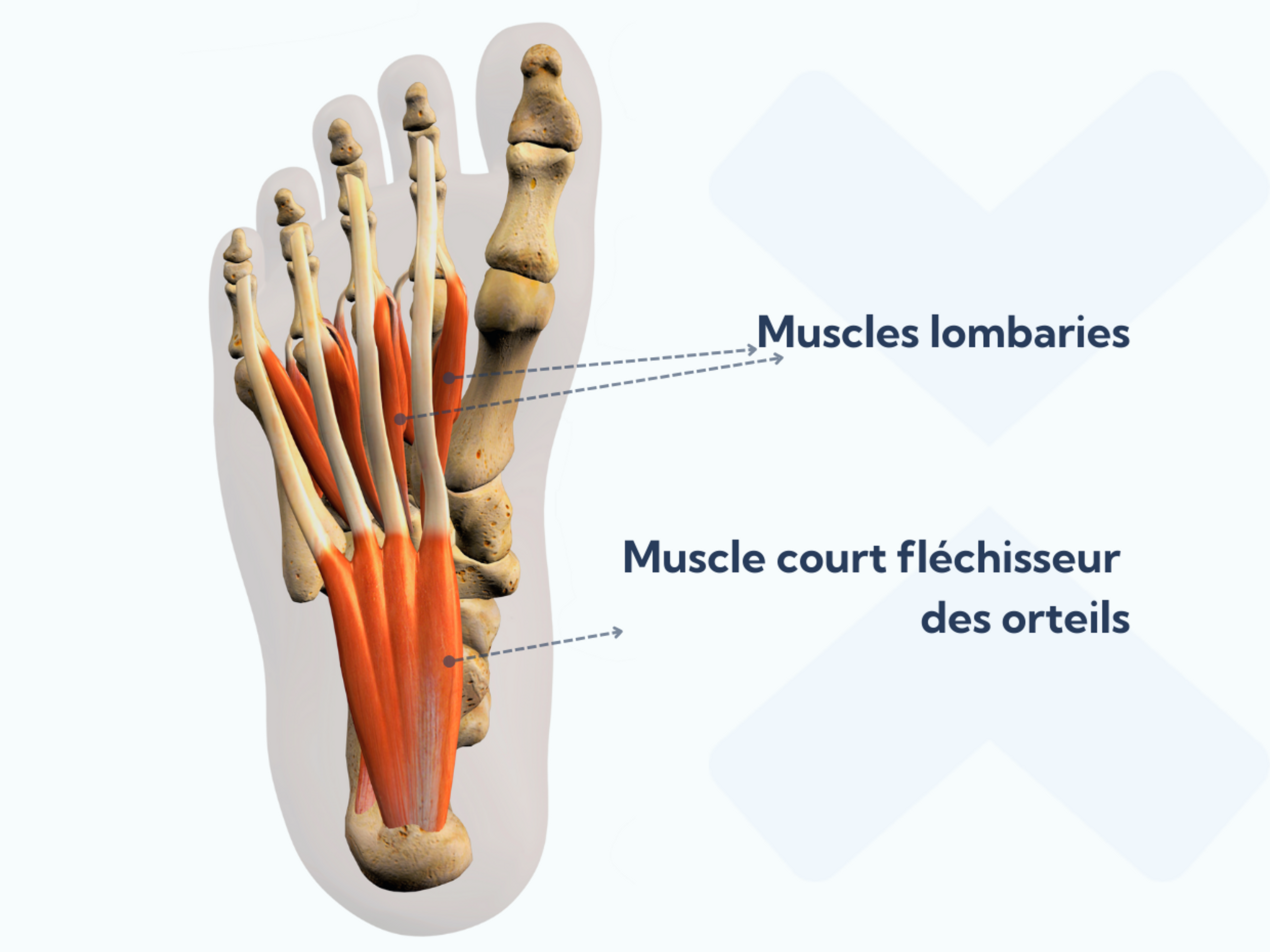 Les muscles lombaires et le muscle court fléchisseur des orteils forment les muscles intrinsèques profonds du pied