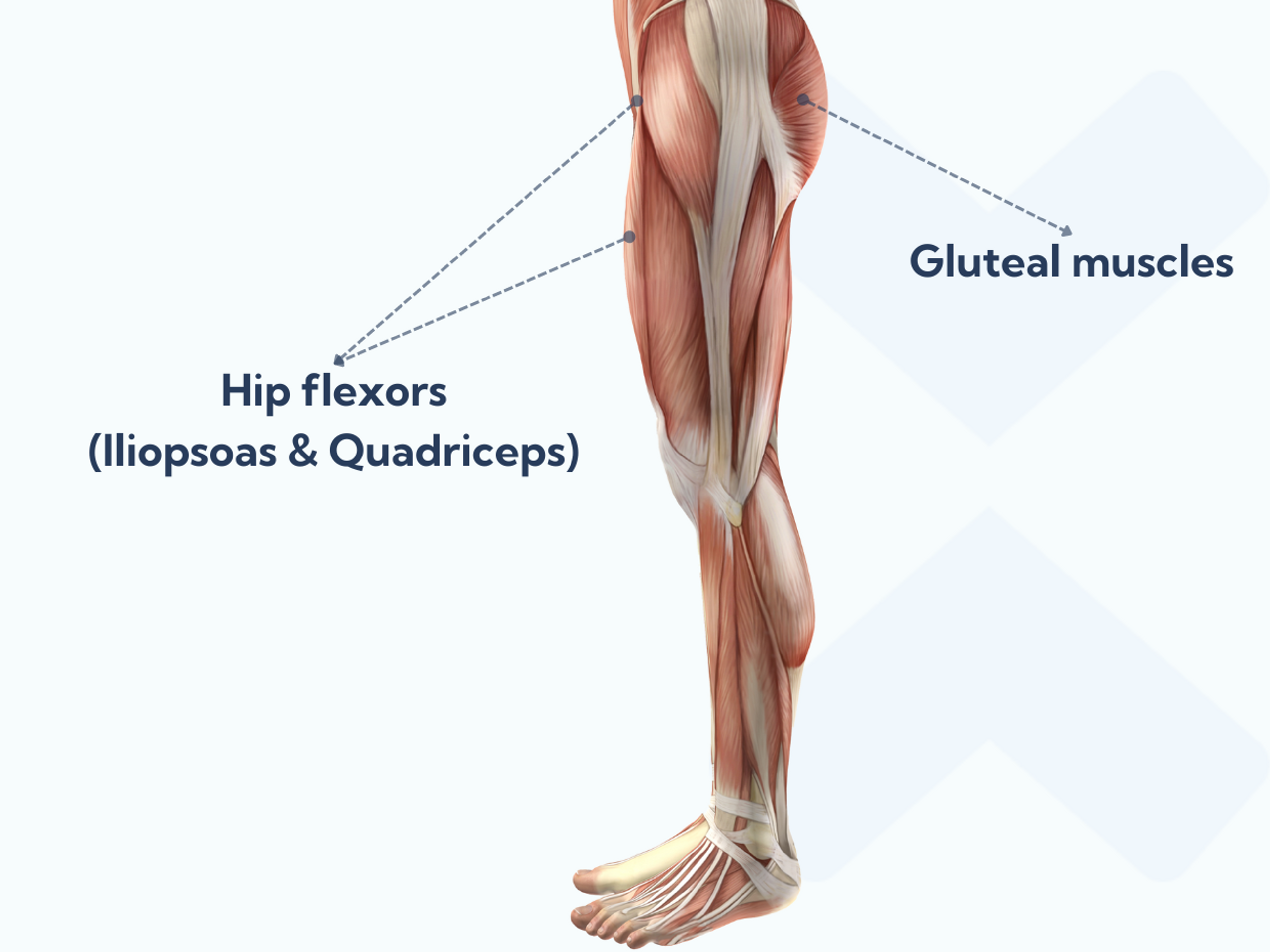 Tight hip flexor muscles may prevent the gluteal muscles from working properly.