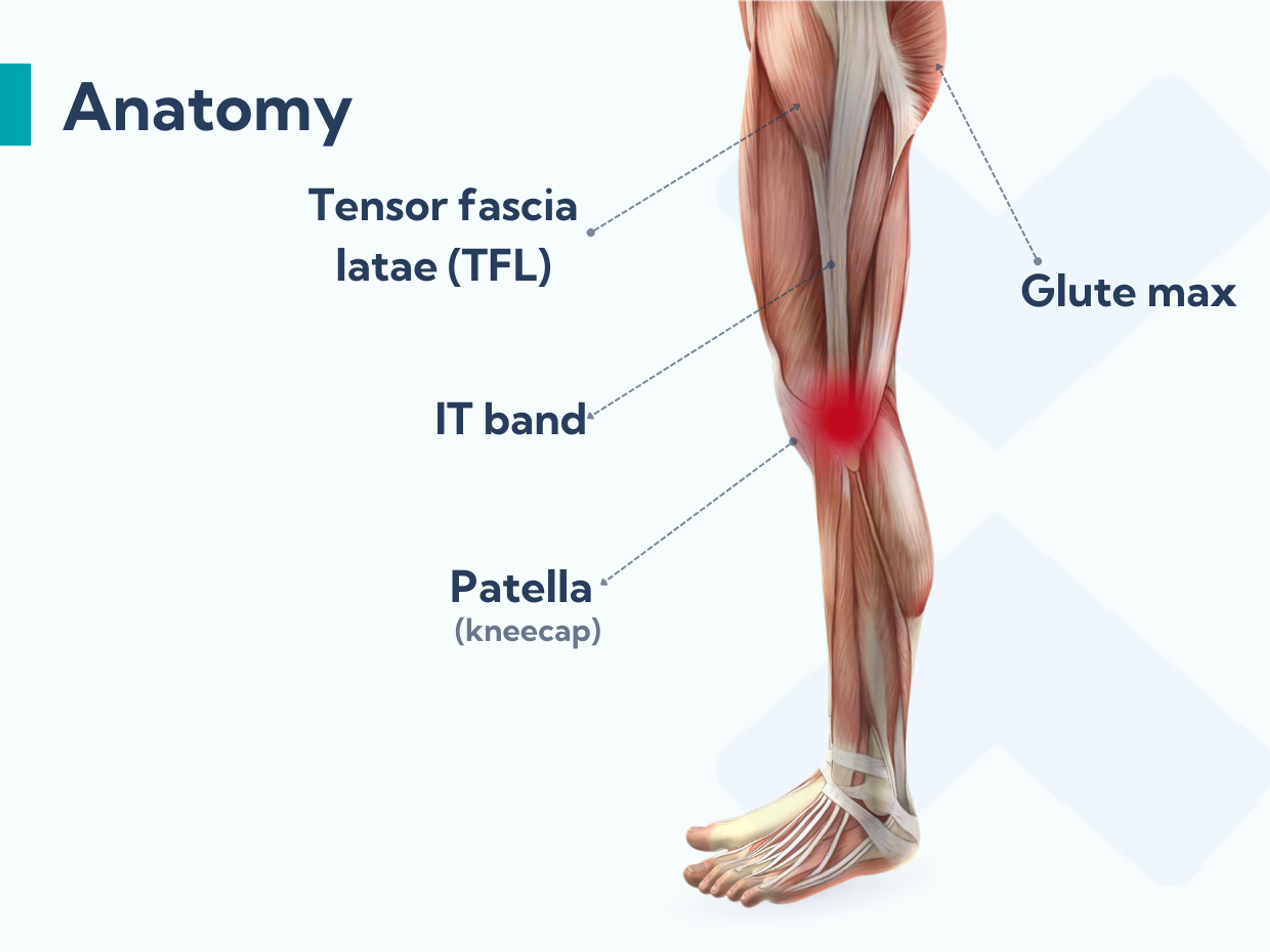Anatomy of the tensor fascia latae showing how it connects to the IT band and why stretching it can help patellofemoral pain syndrome.