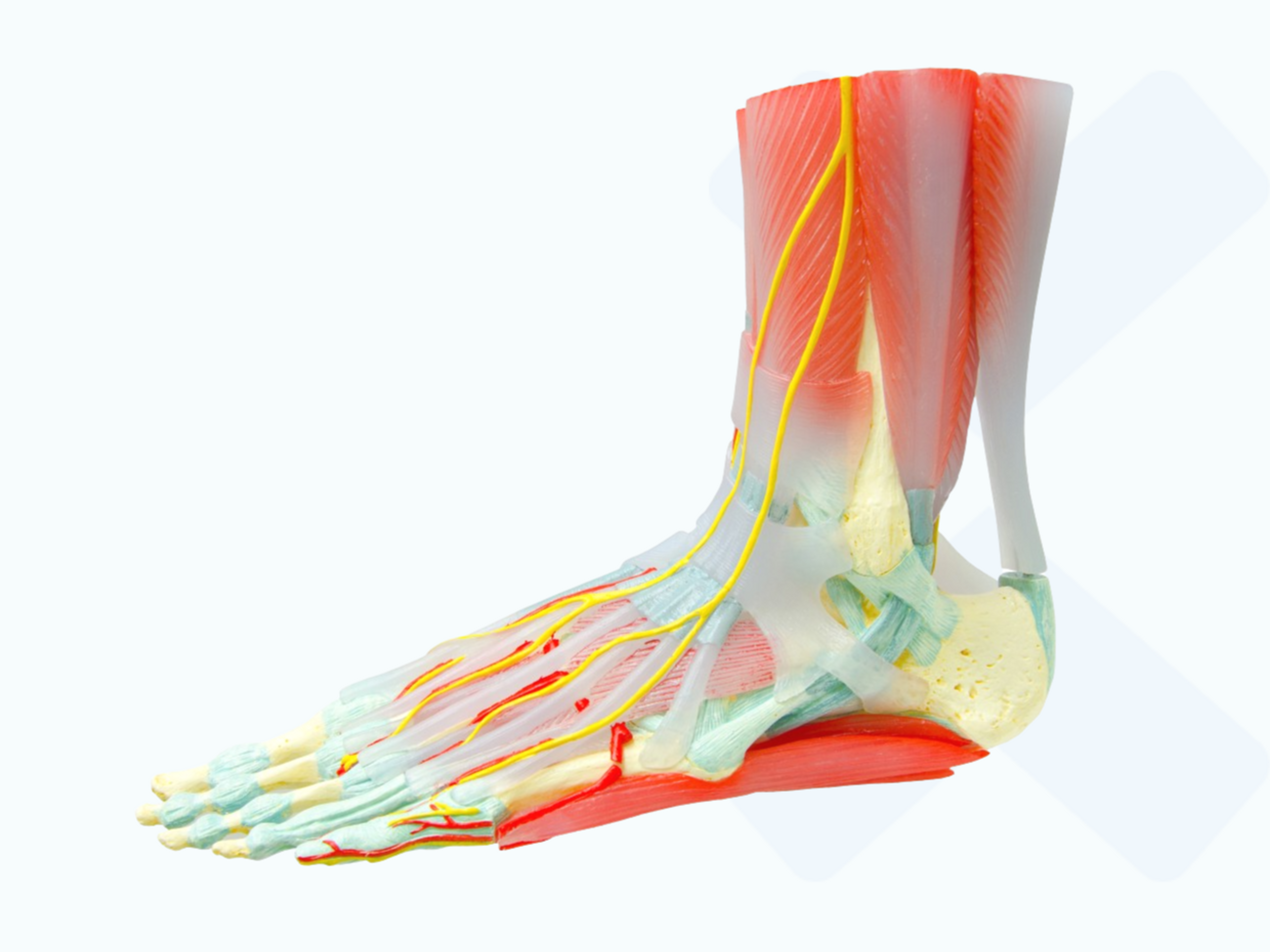 Several tendons cross the ankle joint, helping with its stability.