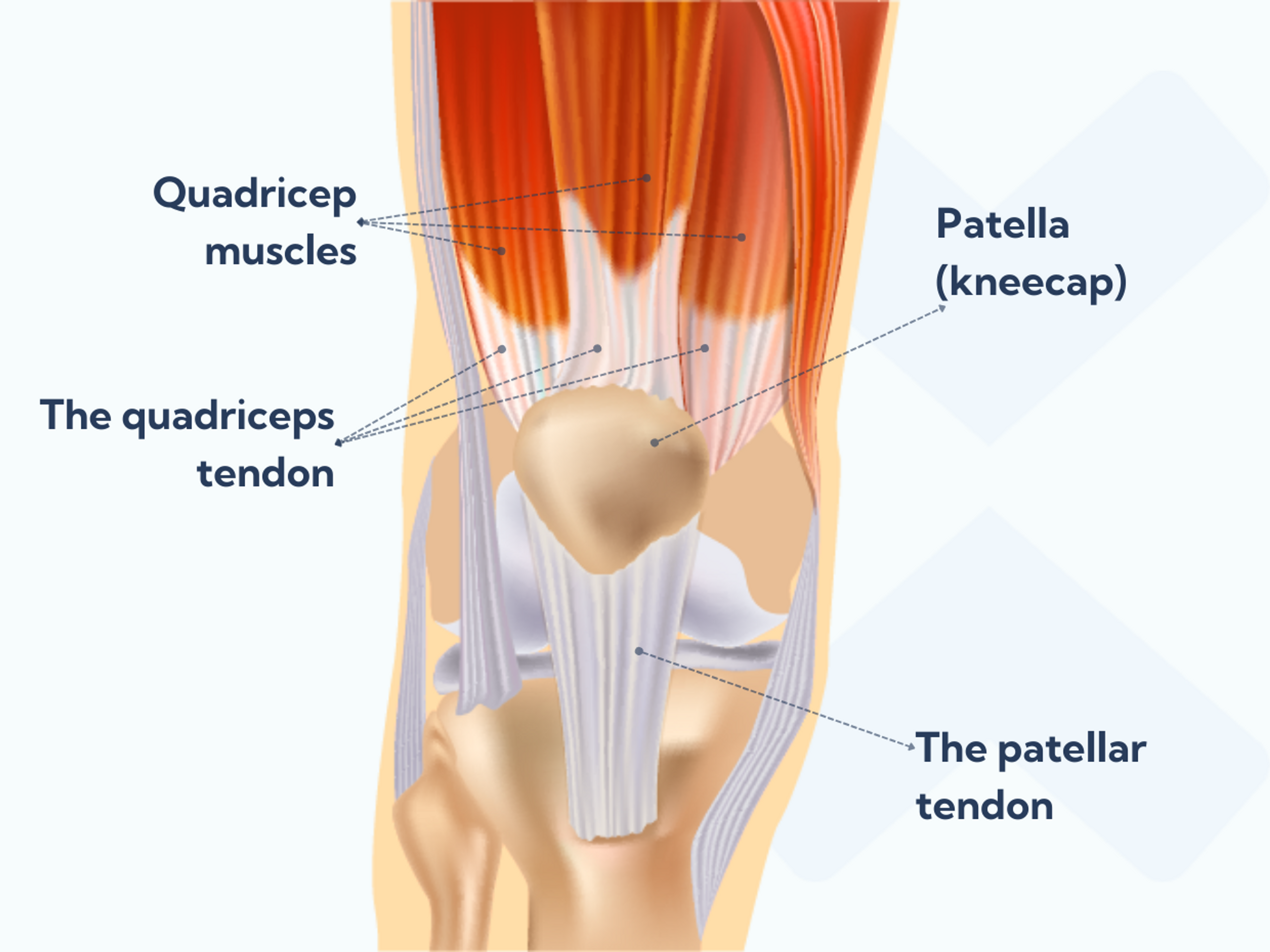 Anatomy of the quad muscles and quadriceps tendon.