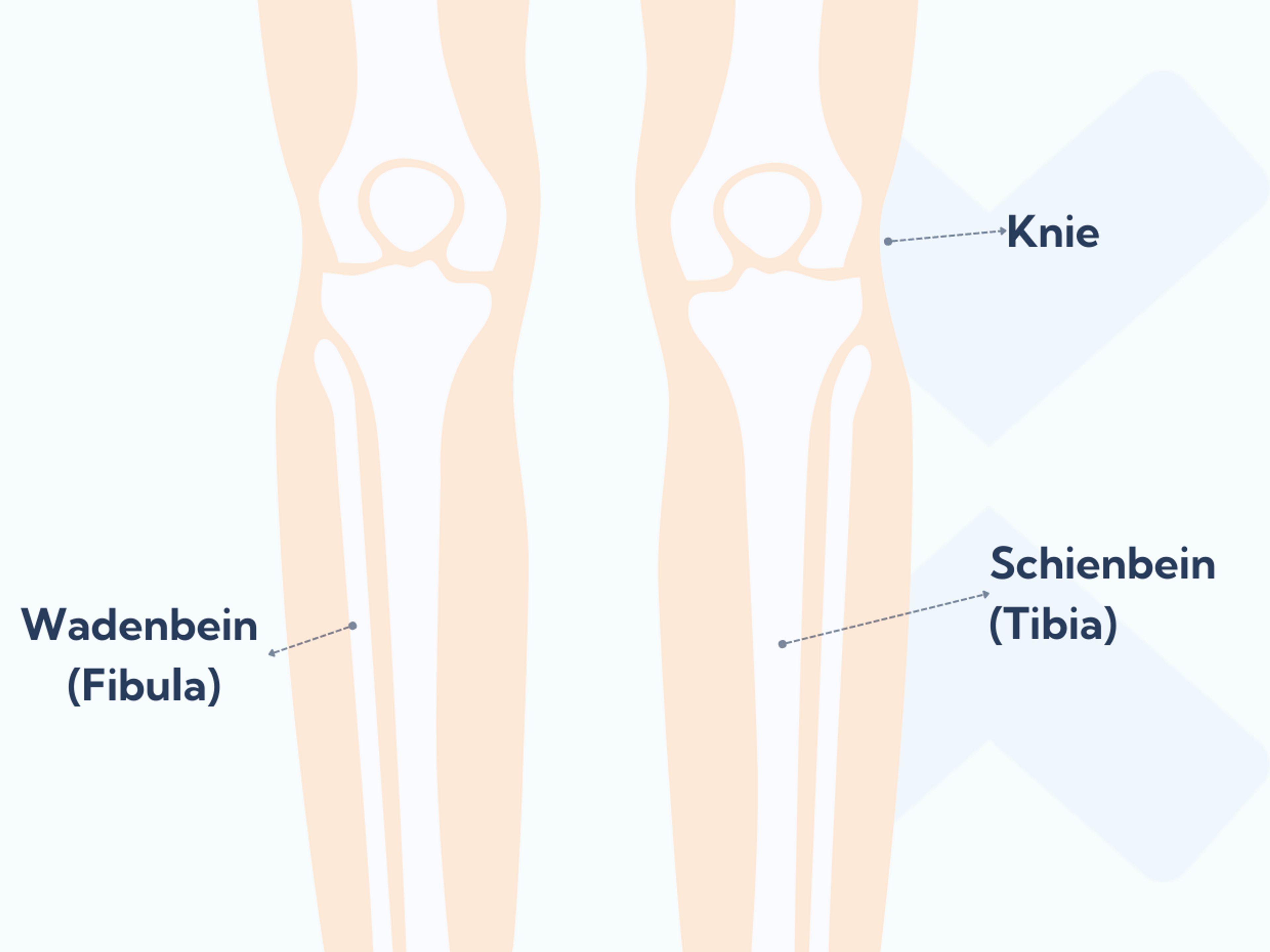 Anatomie der Unterschenkelknochen