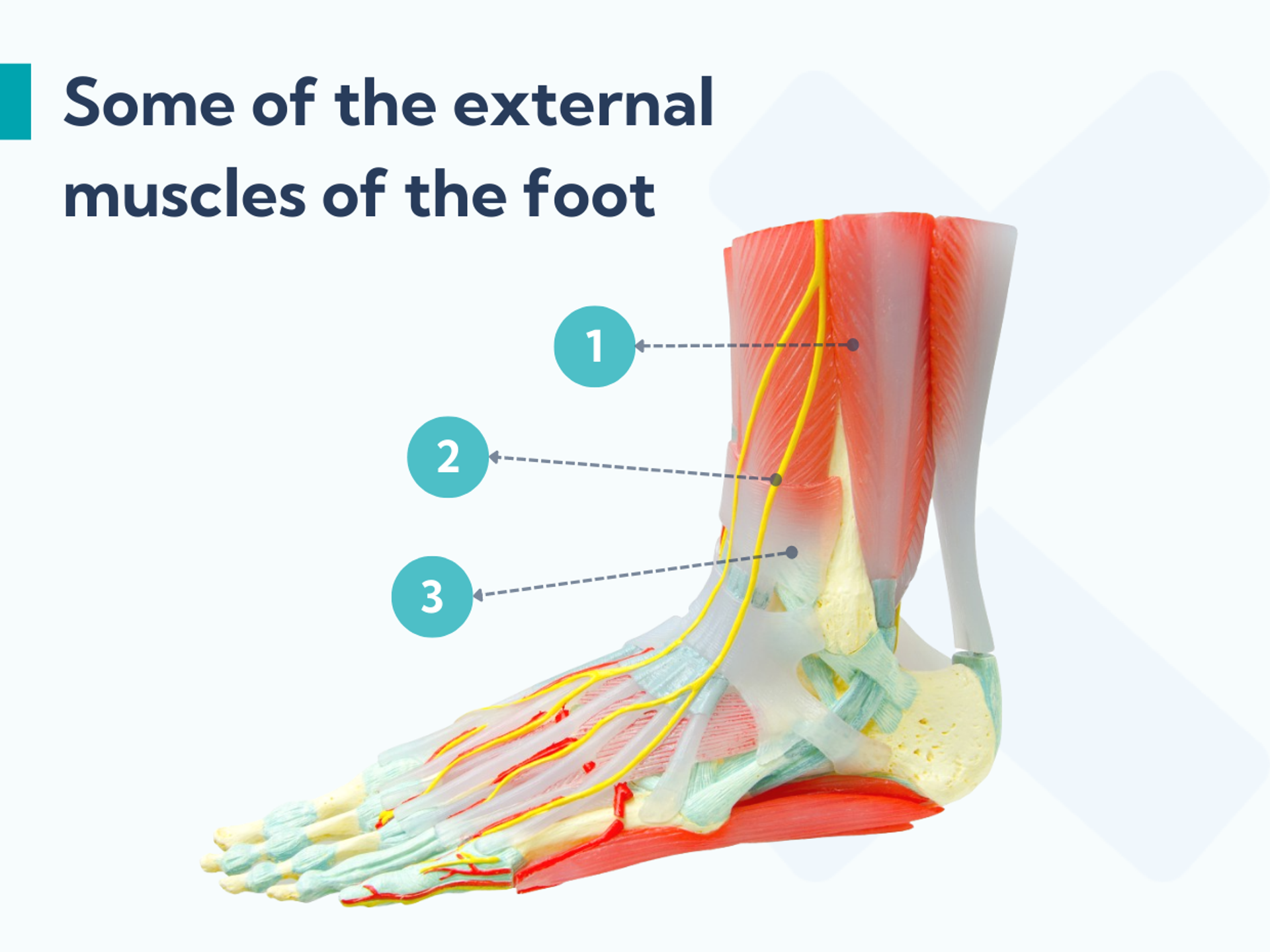 Foot exercises for plantar fasciitis - Optimizing strength and control