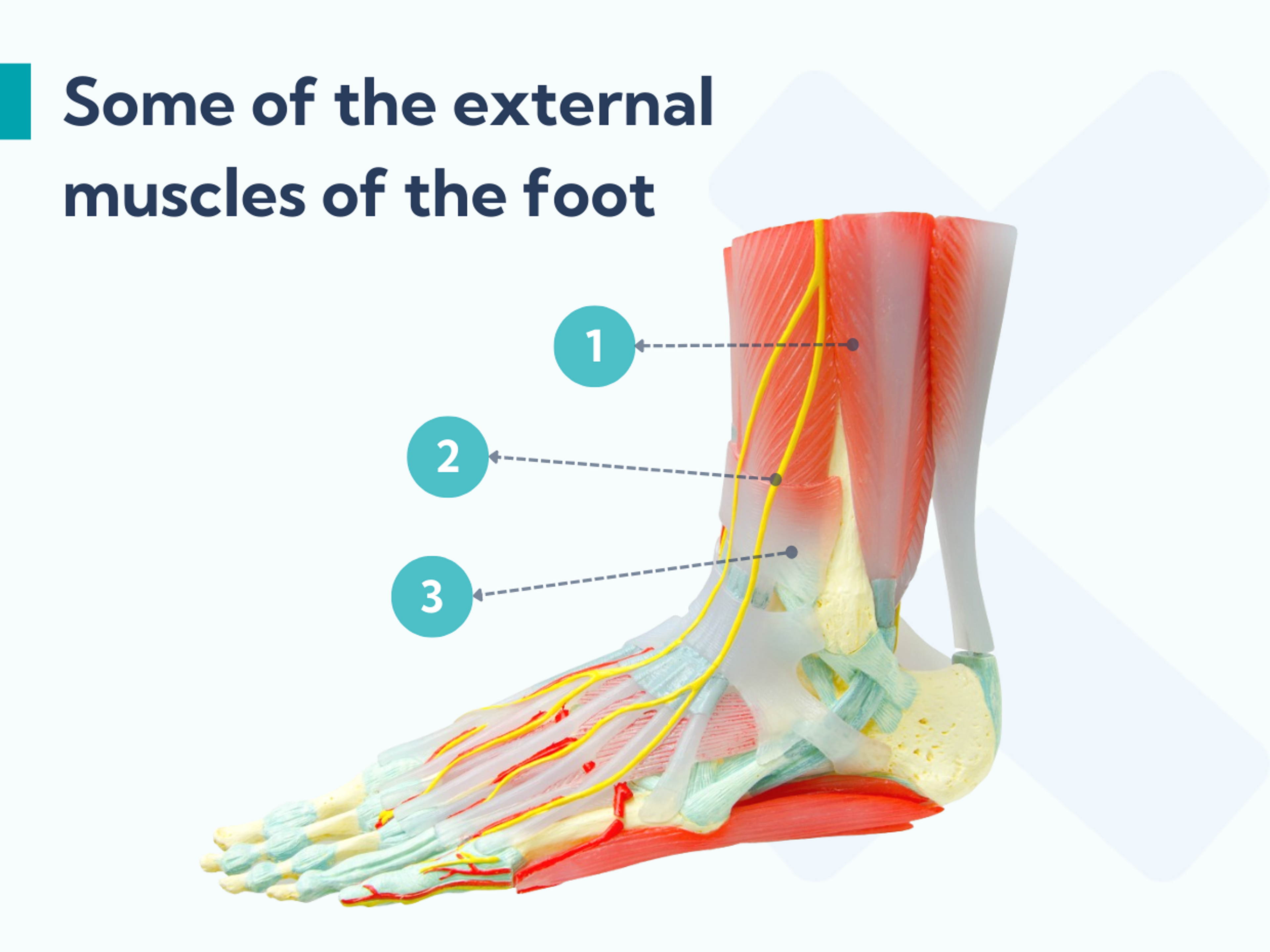 The external muscles of the foot