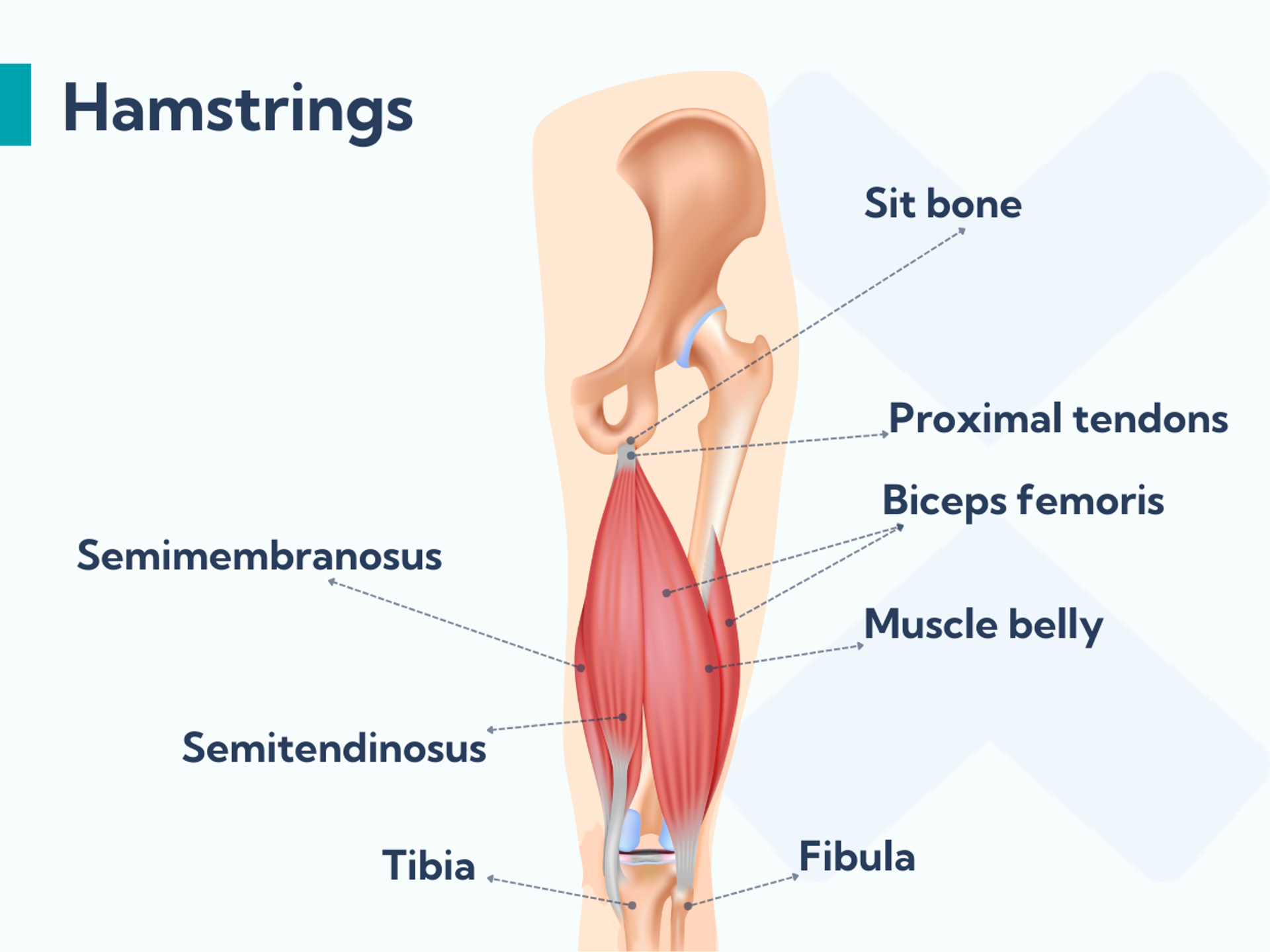Hamstring strain rehab Exercises to restore your strength and control