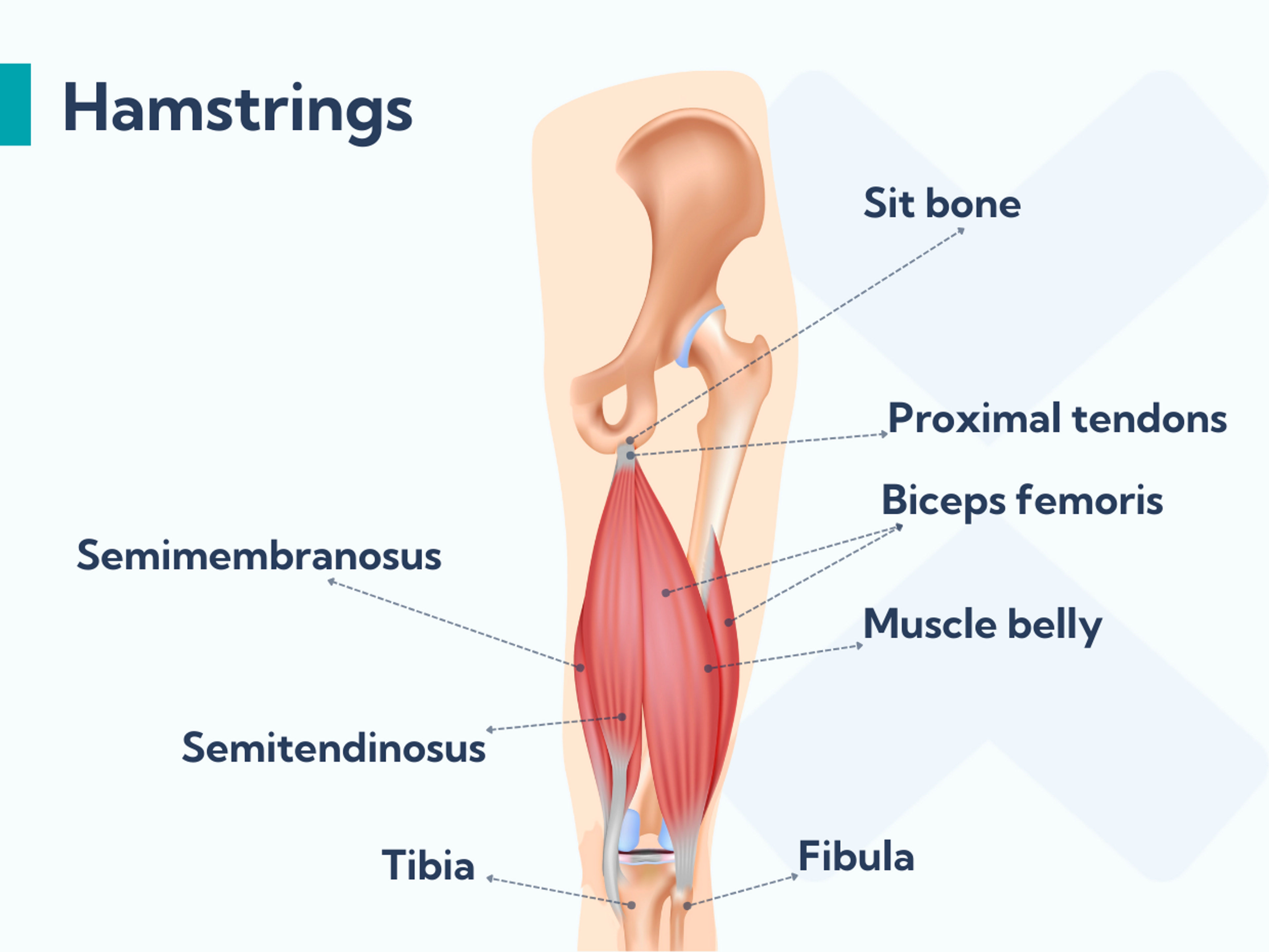 Anatomy of the hamstring muscles.