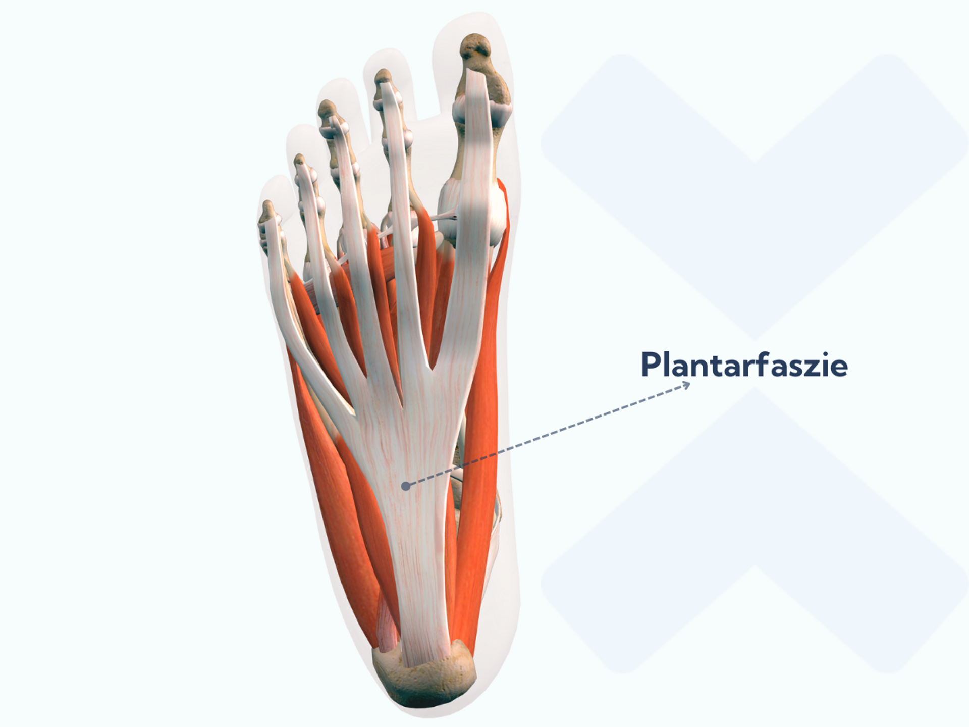 So linderst du Plantarfasziitis mit Dehnungsübungen
