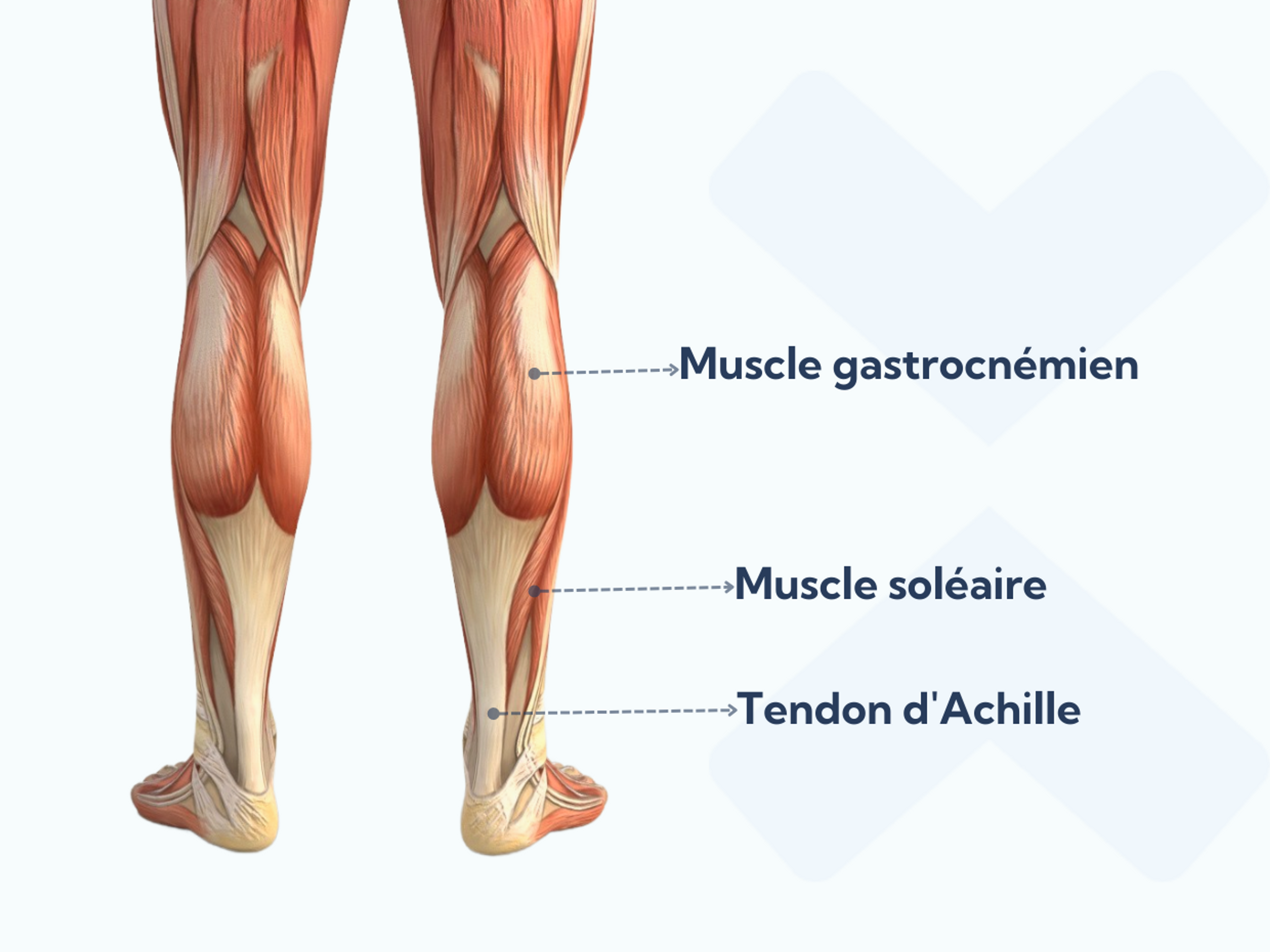 Les muscles gastrocnémiens et soléaires constituent les muscles du mollet.