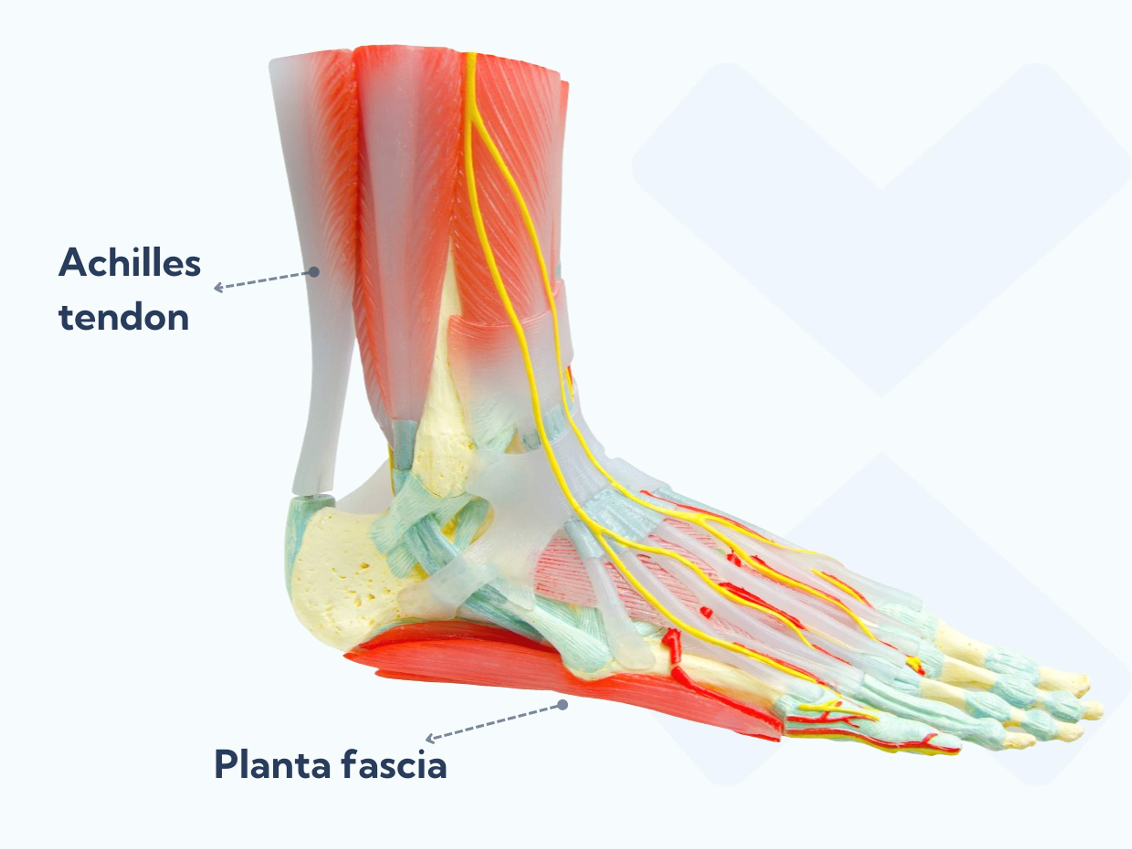 The plantar fascia runs from your heel bone to your toes and stops your arch from collapsing when you're upright. The Achilles tendon runs from your calf muscles and attaches into the back of your heel.