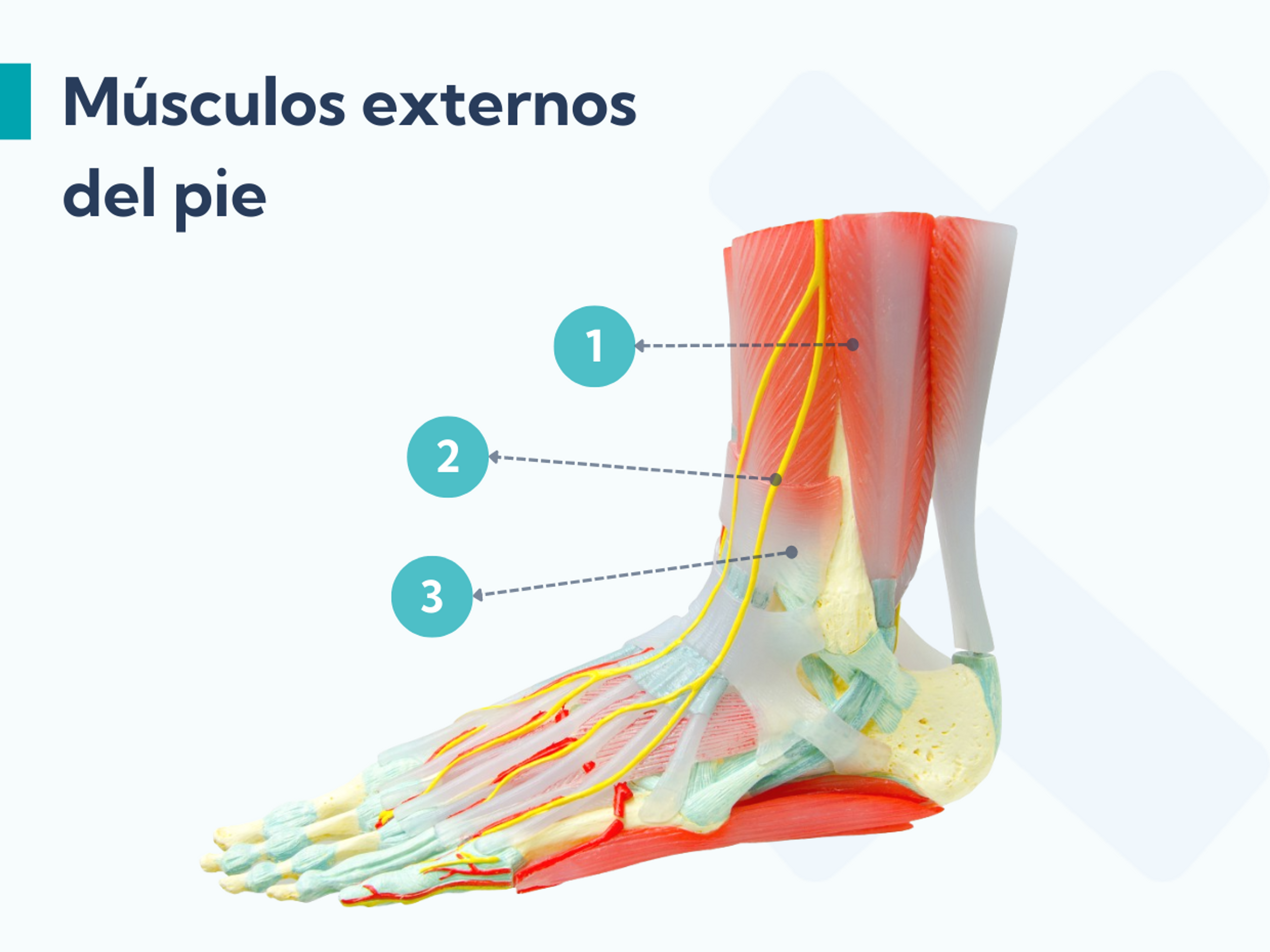 Los músculos externos del pie
