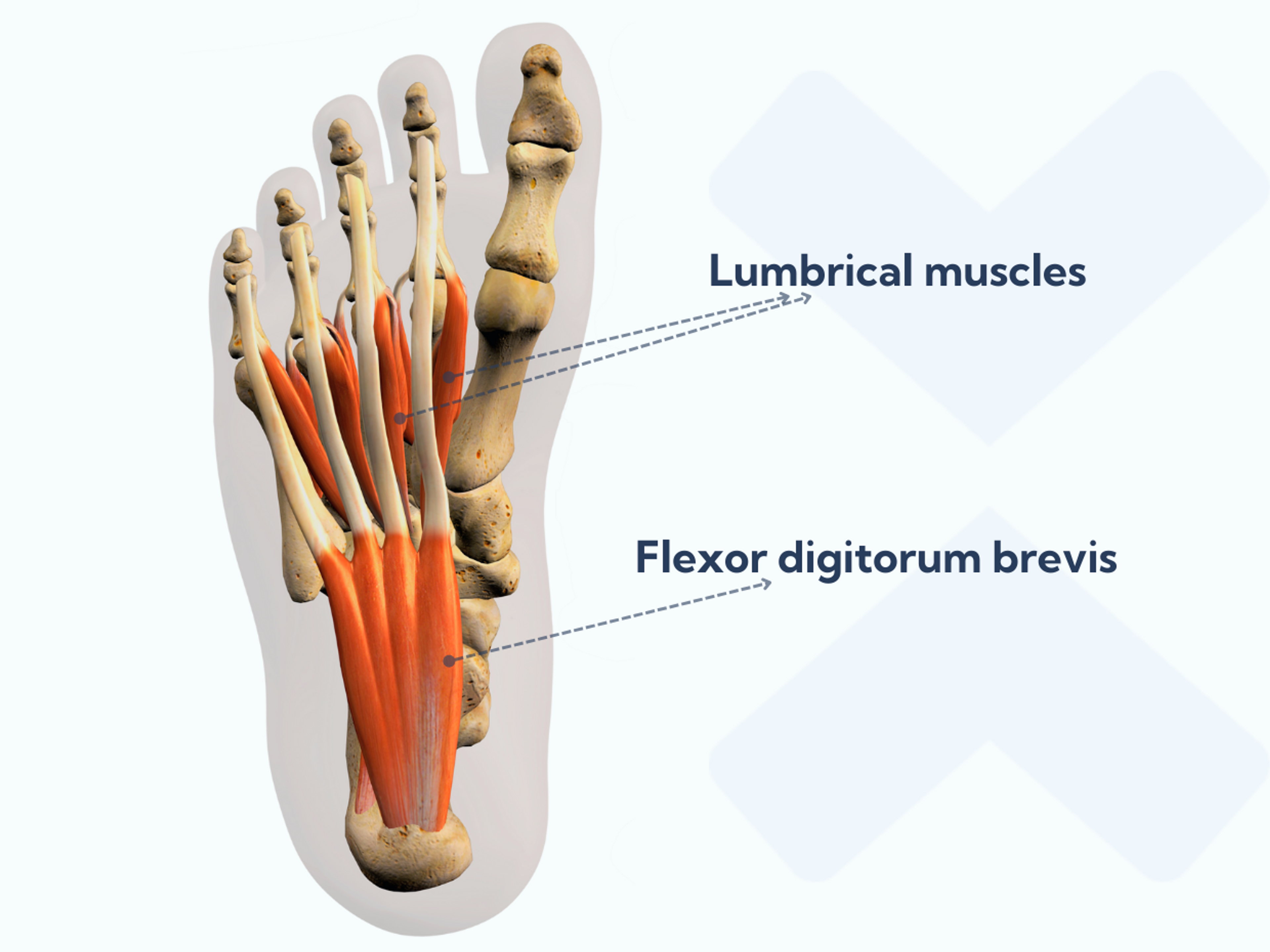 Deep plantar layer: The lumbrical and flexor digitorum brevis muscles form the deep intrinsic muscles of the foot.