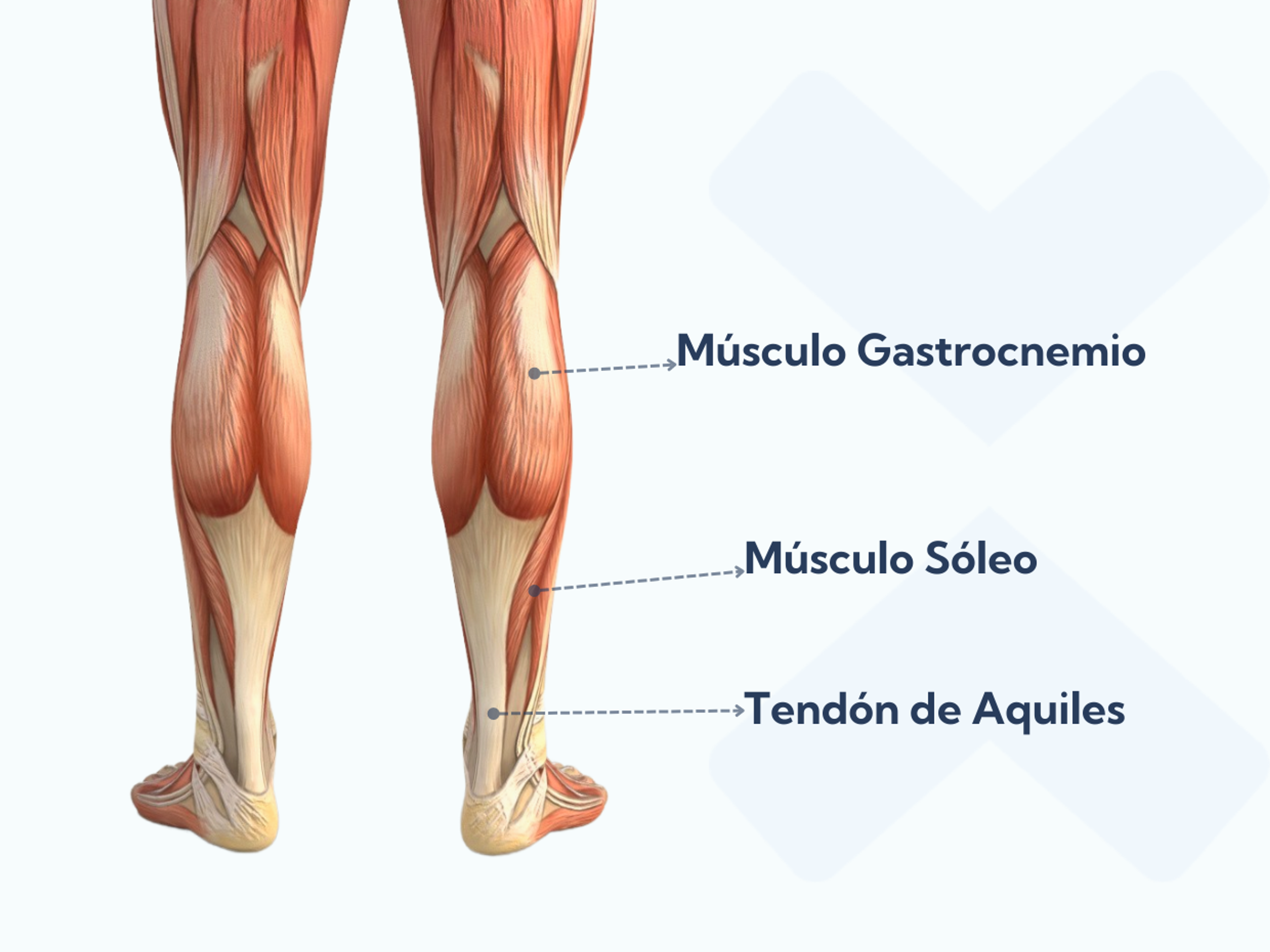 Anatomía de los músculos de la pantorrilla y del tendón de Aquiles