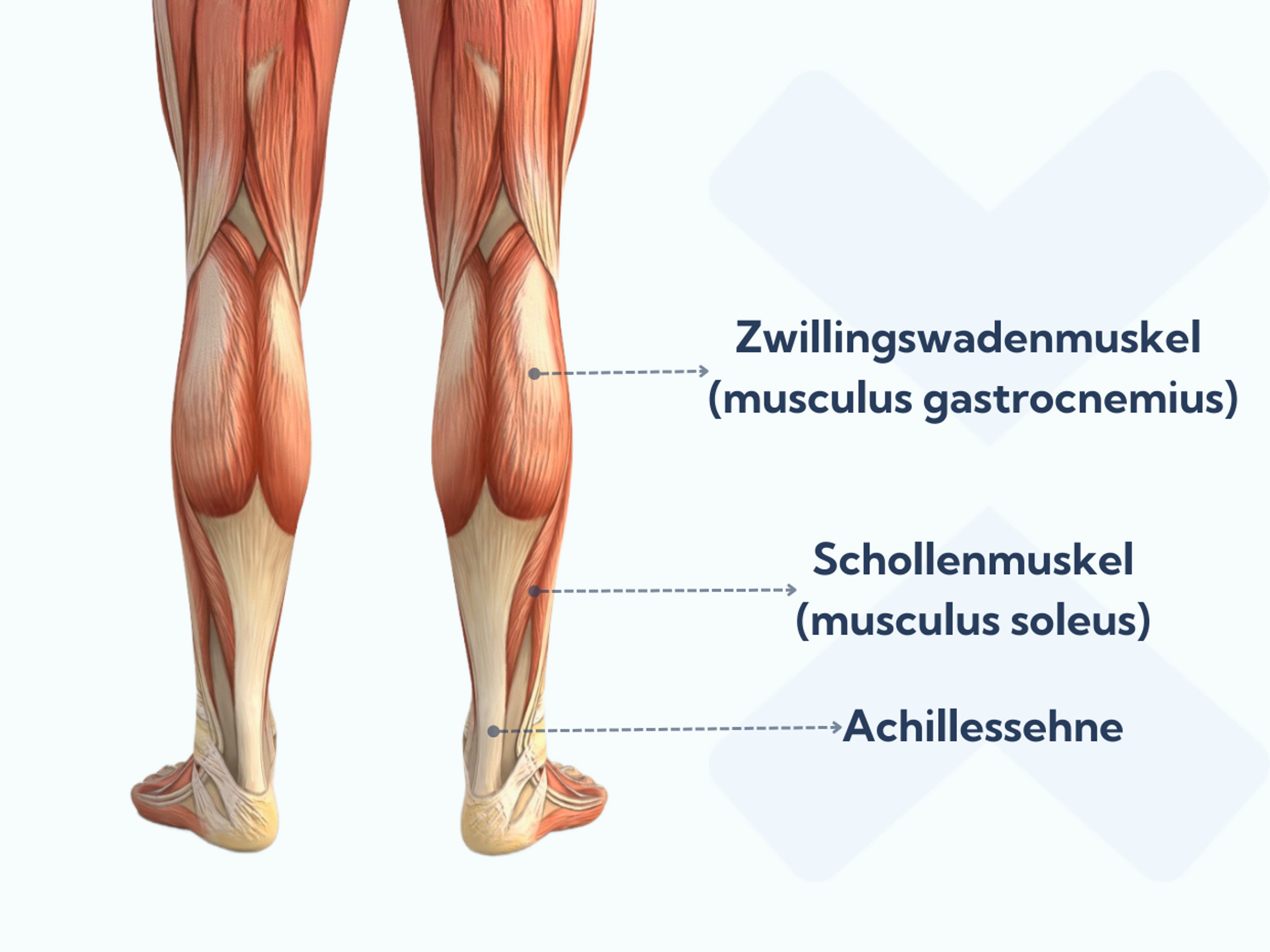 Anatomie der Wadenmuskulatur und Achillessehne