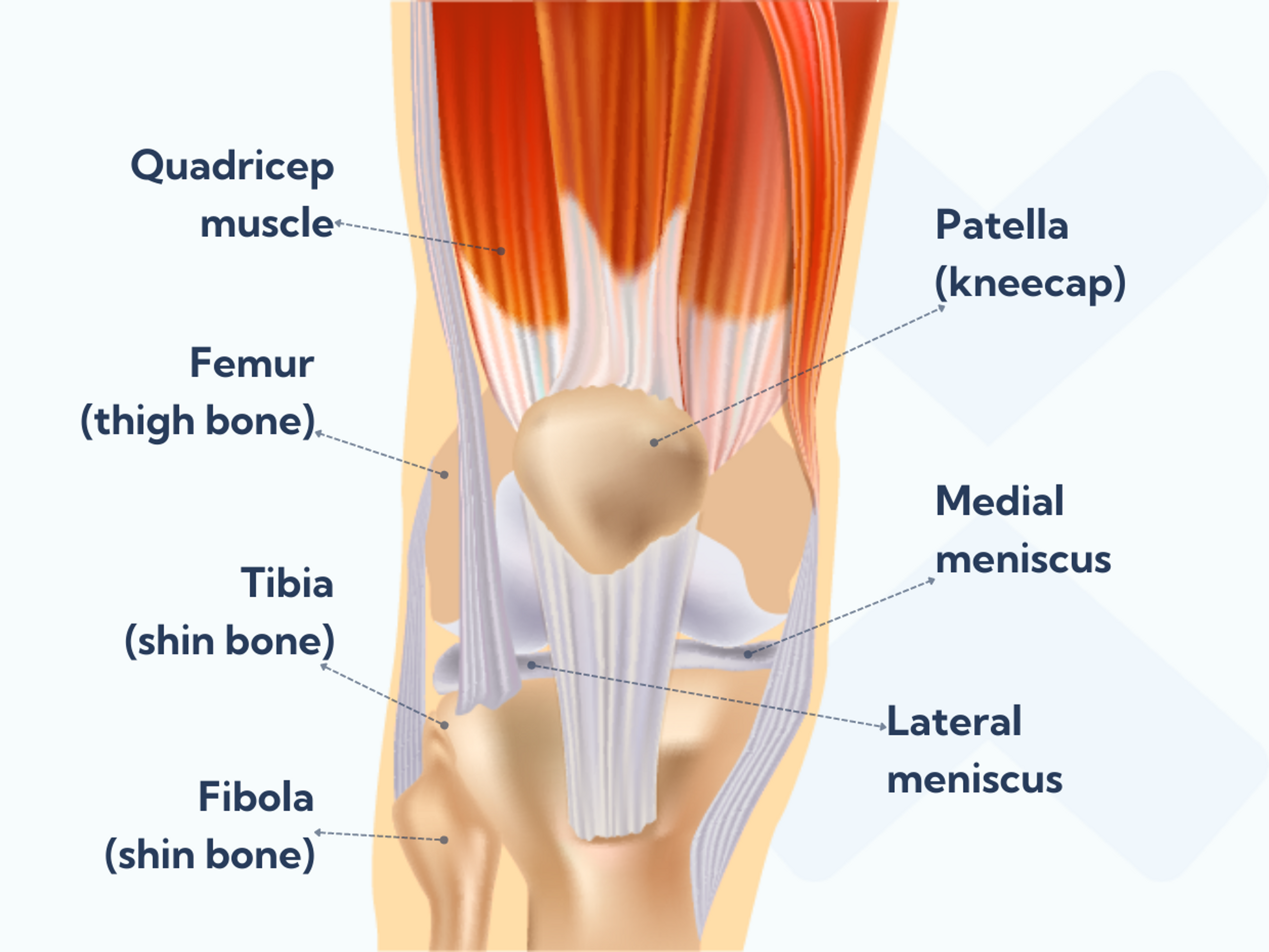Anatomy of the knee - what structures may be injured when you sprain your knee.